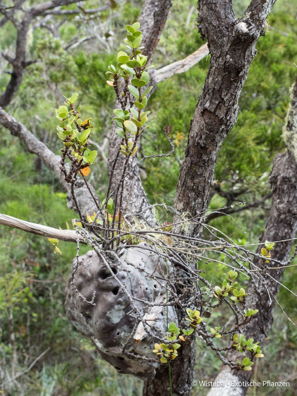 Hydnophytum petiolatum var. argentatum (Normanby Island, Papua New Guinea) 大森食虫植物農園