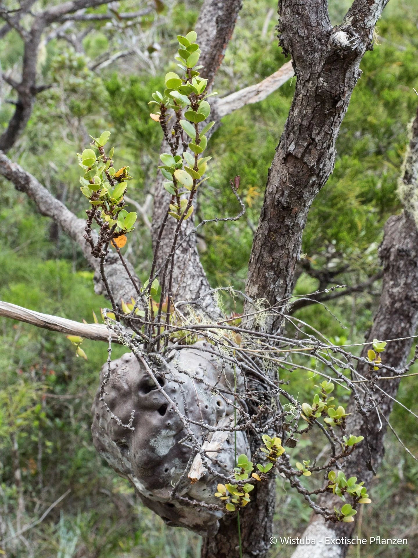 Hydnophytum petiolatum var. argentatum (Normanby Island, Papua New Guinea) 大森食虫植物農園