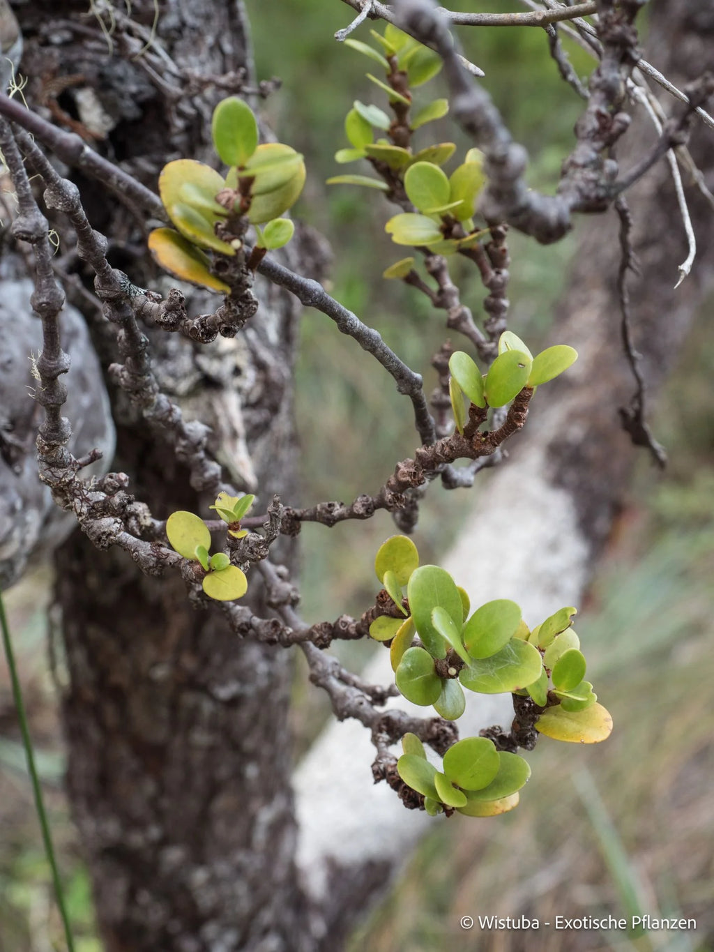 Hydnophytum petiolatum var. argentatum (Normanby Island, Papua New Guinea) 大森食虫植物農園