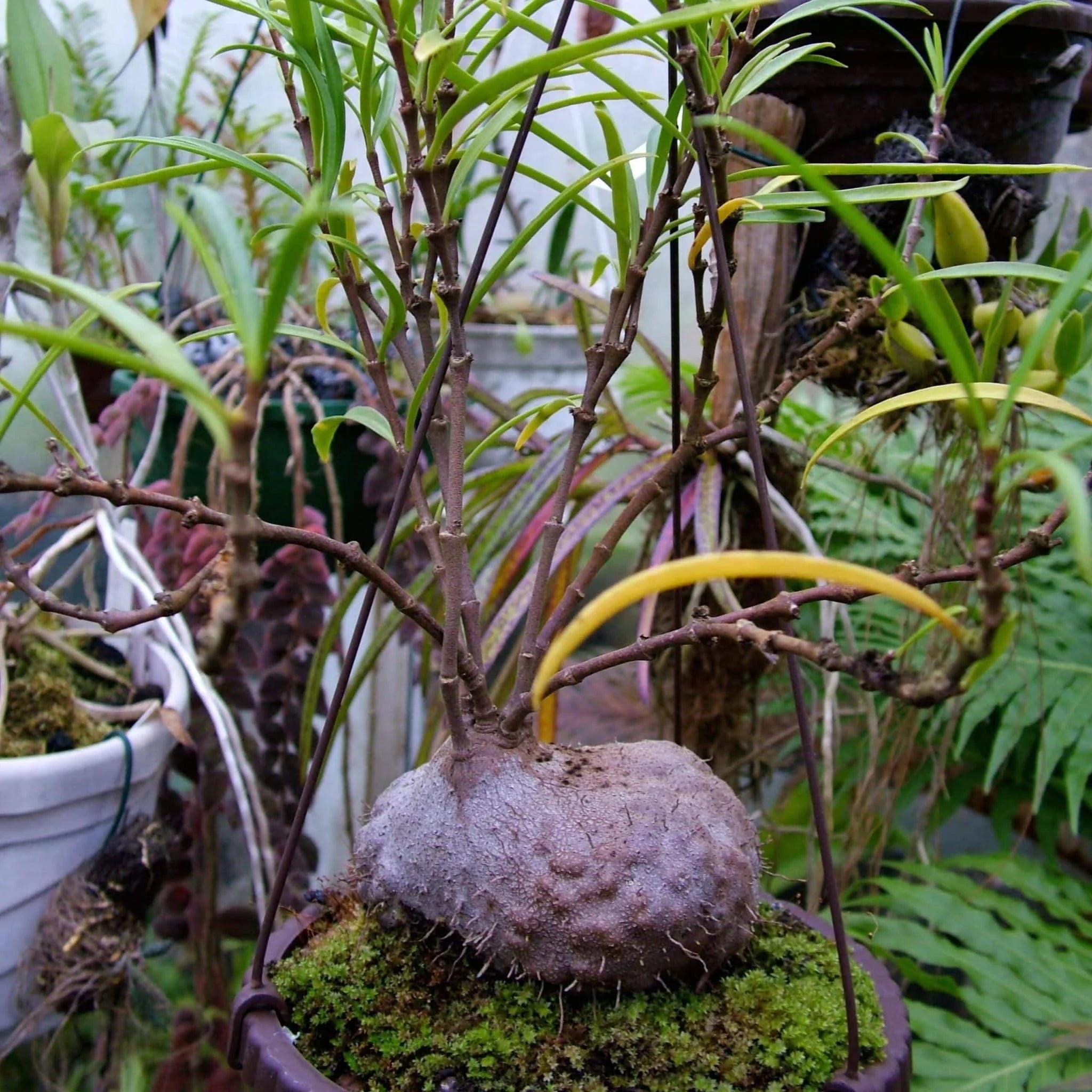 Hydnophytum puffii (perangustum), ca. 8-10 cm 大森食虫植物農園
