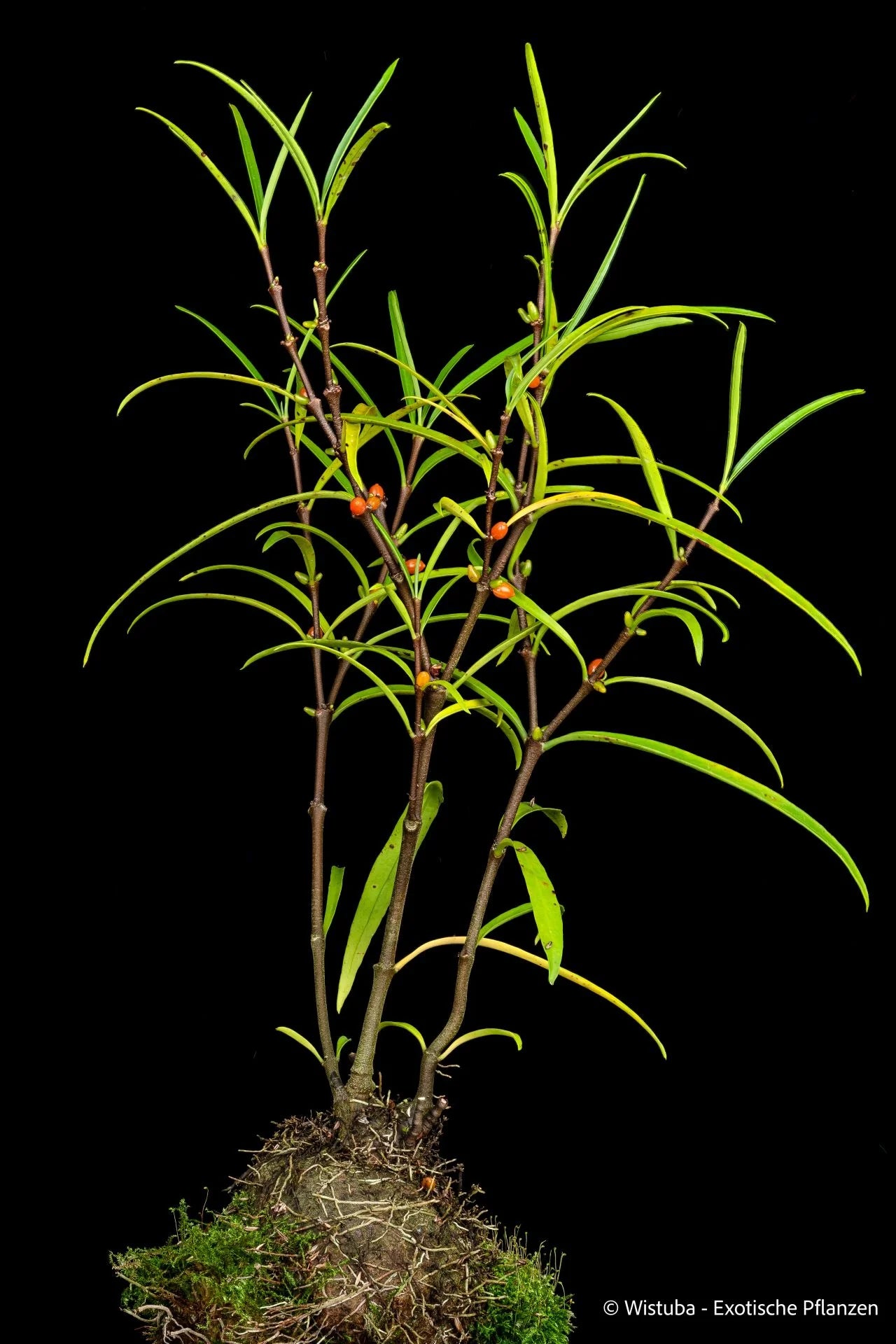 Hydnophytum puffii (sp. "Needle Leaf") 大森食虫植物農園