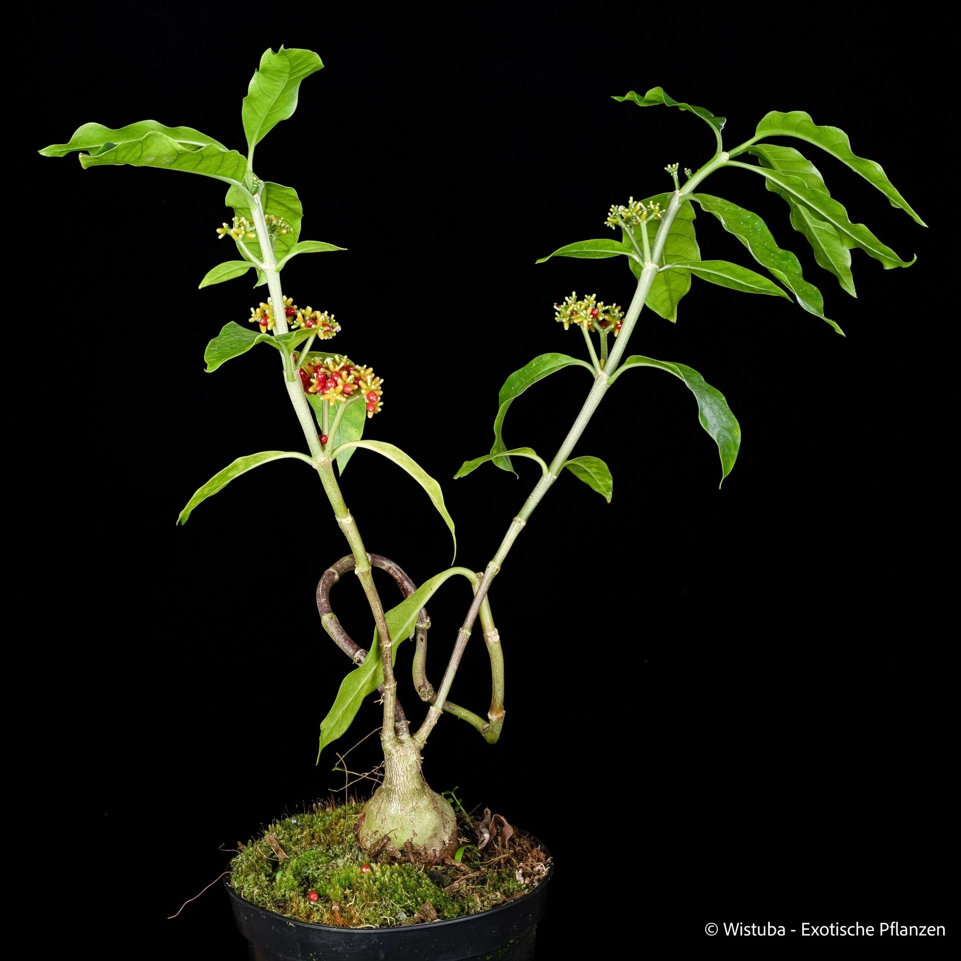 Hydnophytum radicans (Mt. Hagen, Papua New Guinea) 大森食虫植物農園