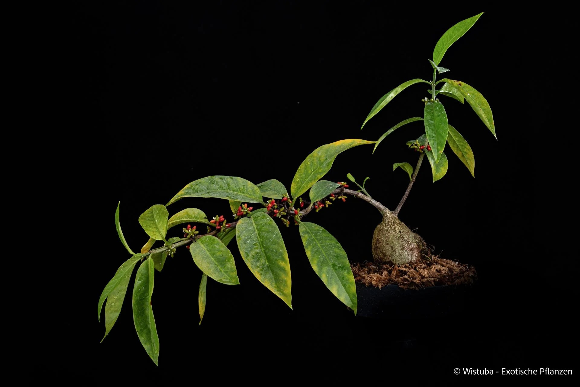 Hydnophytum radicans (Pericles Pass, PNG) 大森食虫植物農園