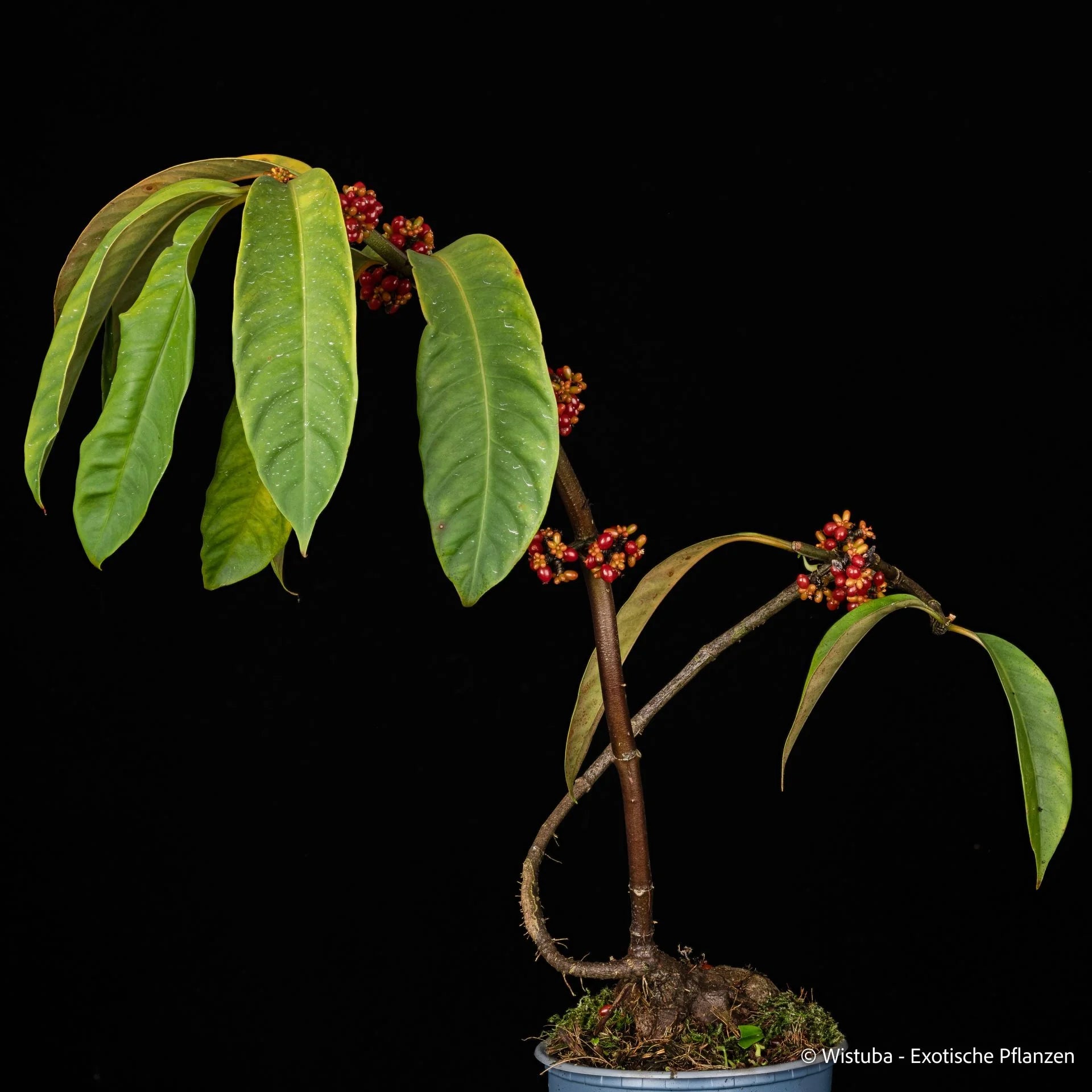 Hydnophytum radicans (Timika, Irian Jaya) 大森食虫植物農園