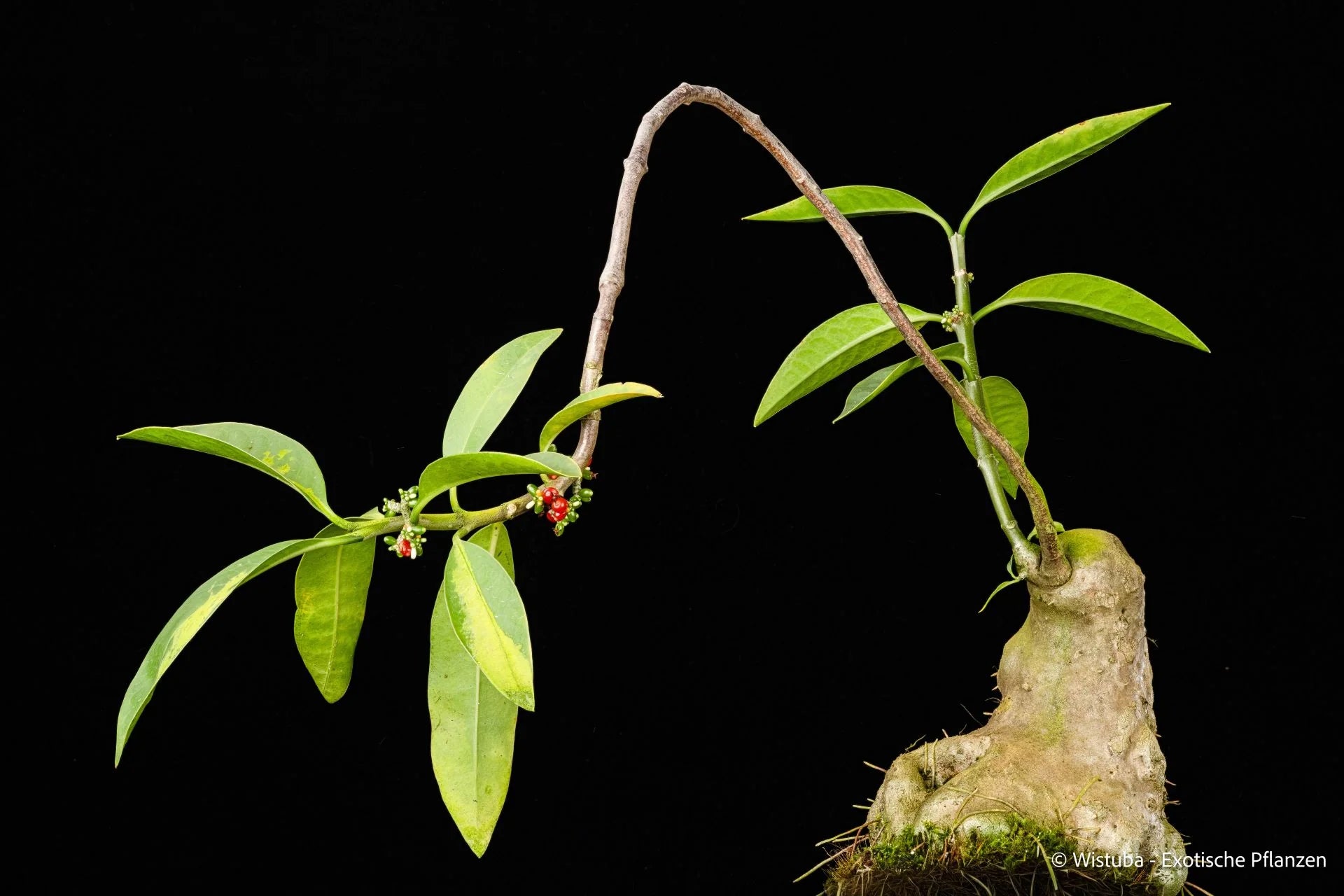 Hydnophytum radicans (Tual, Kai Islands, South-East Moluccas) 大森食虫植物農園