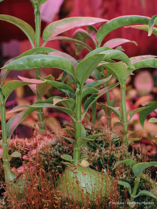Hydnophytum radicans (flat caudex) 大森食虫植物農園
