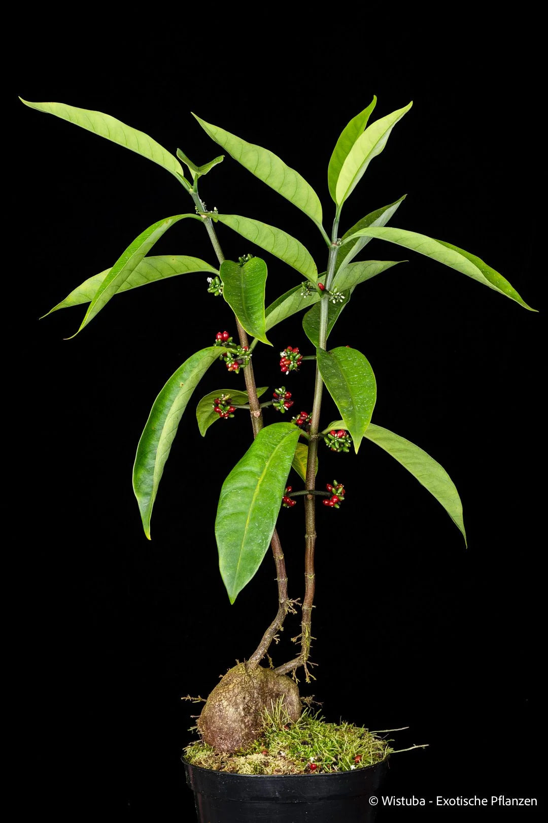Hydnophytum radicans (lowlands, PNG, border region with Irian Jaya) 大森食虫植物農園