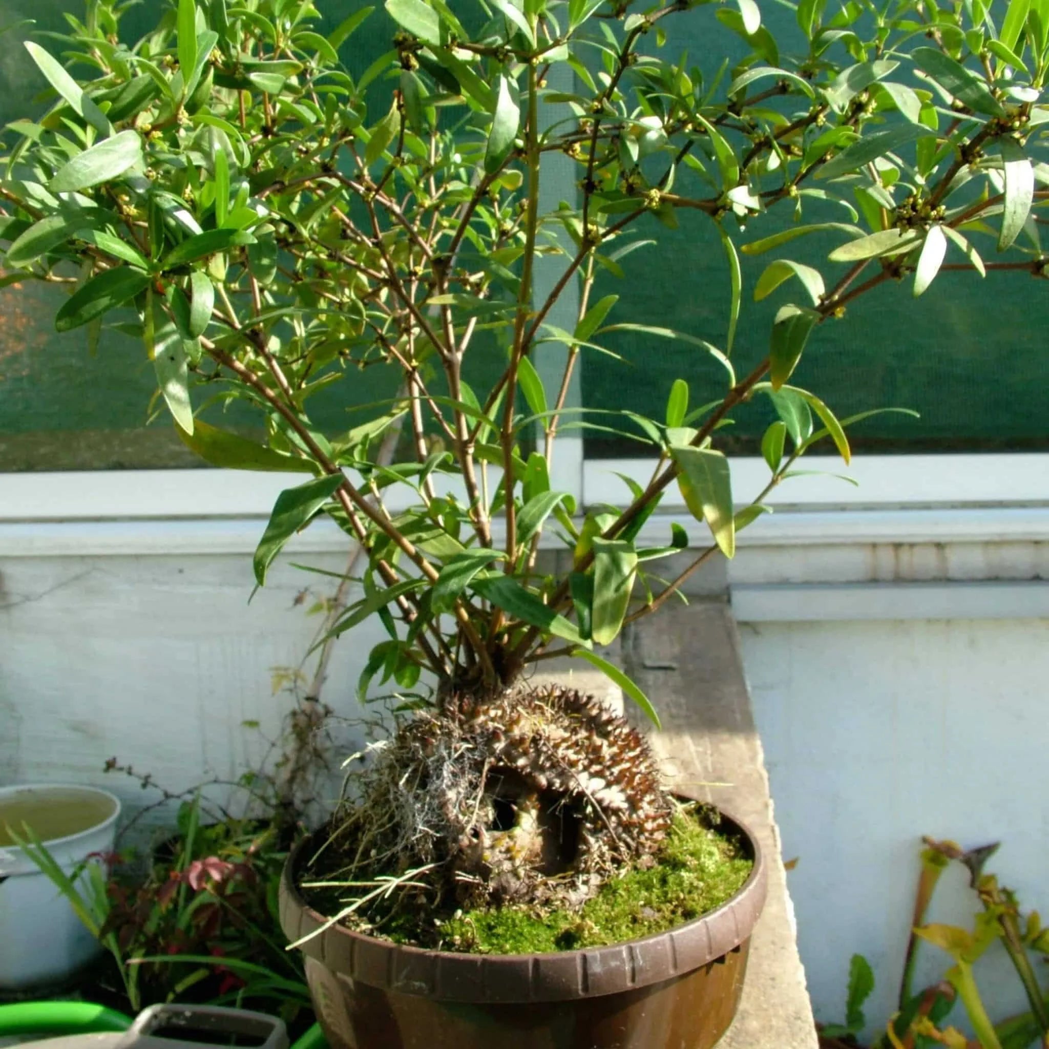 Hydnophytum ramispinum, Doormans Top, 10-12 cm 大森食虫植物農園