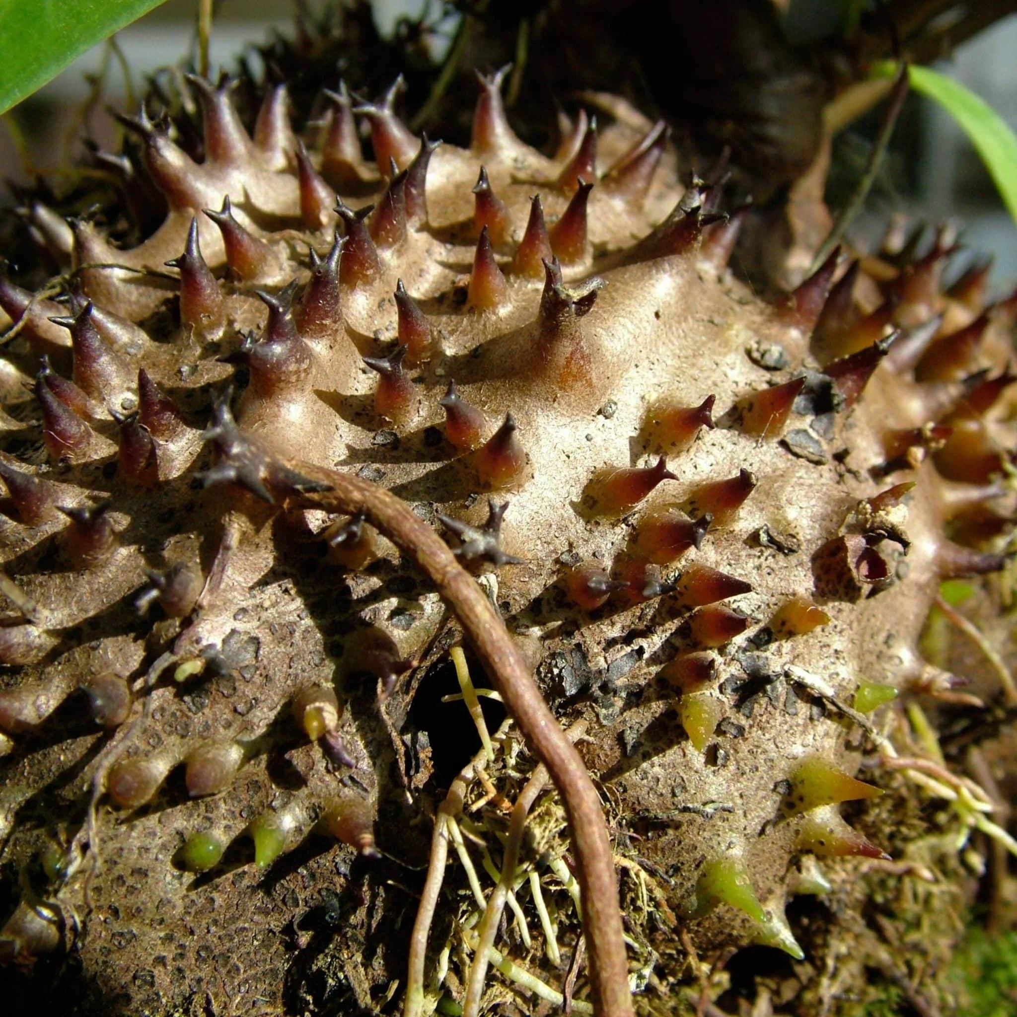 Hydnophytum ramispinum, Doormans Top, 10-12 cm 大森食虫植物農園