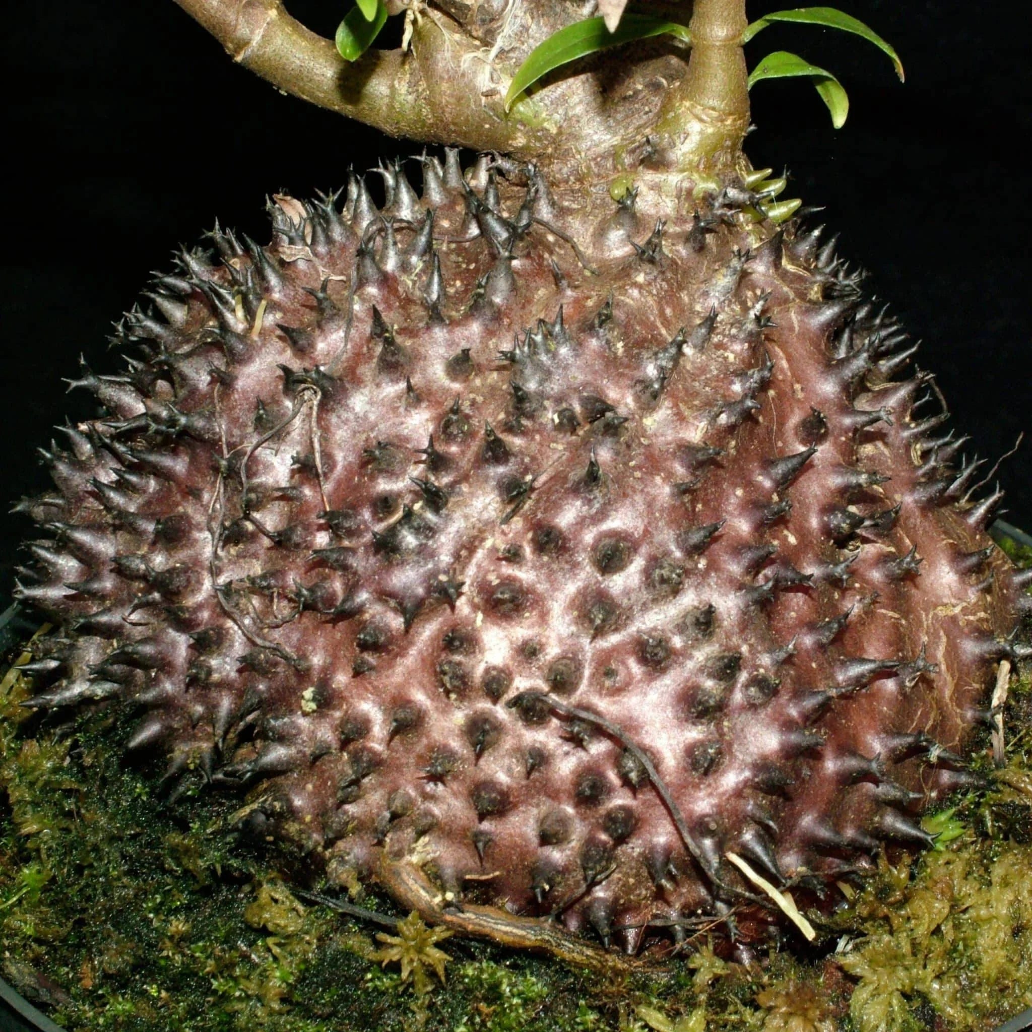Hydnophytum ramispinum, Doormans Top, 10-12 cm 大森食虫植物農園