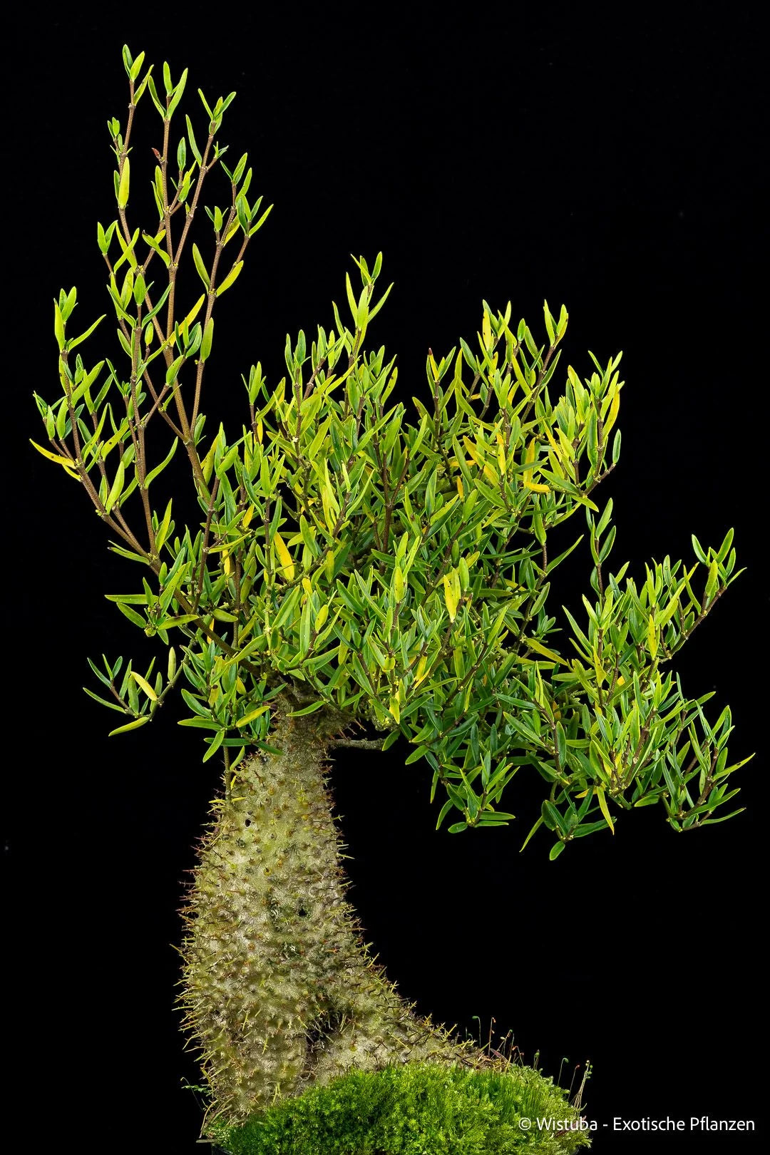 Hydnophytum ramispinum (Jayawijaya, Irian Jaya) 大森食虫植物農園