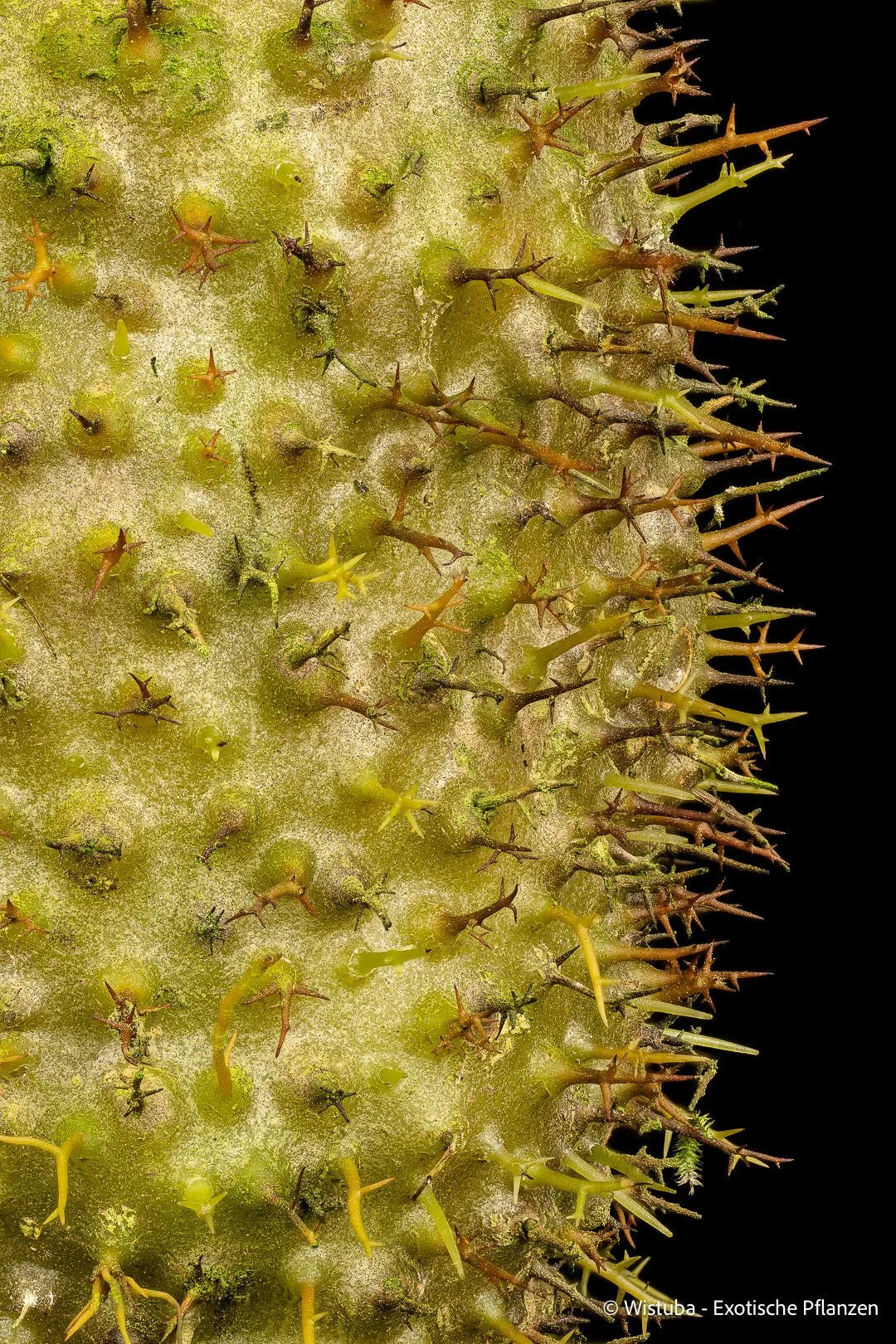 Hydnophytum ramispinum (Jayawijaya, Irian Jaya) 大森食虫植物農園