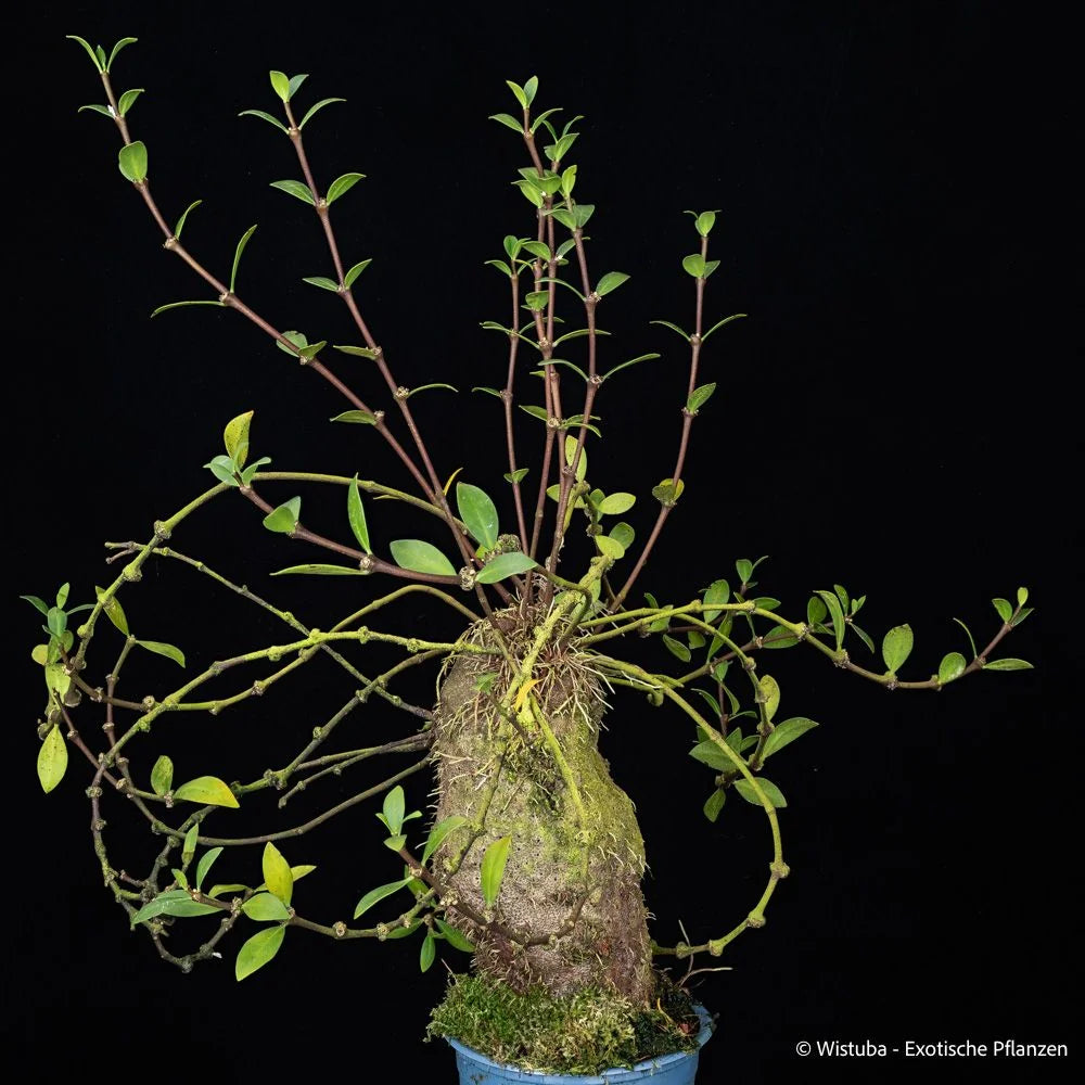 Hydnophytum spec. A (spathulatum group, Moluccas) 大森食虫植物農園