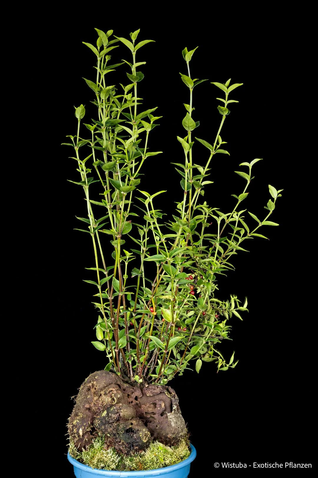 Hydnophytum spec. Biak F (Small Leaves, Biak Island, Irian Jaya) 大森食虫植物農園