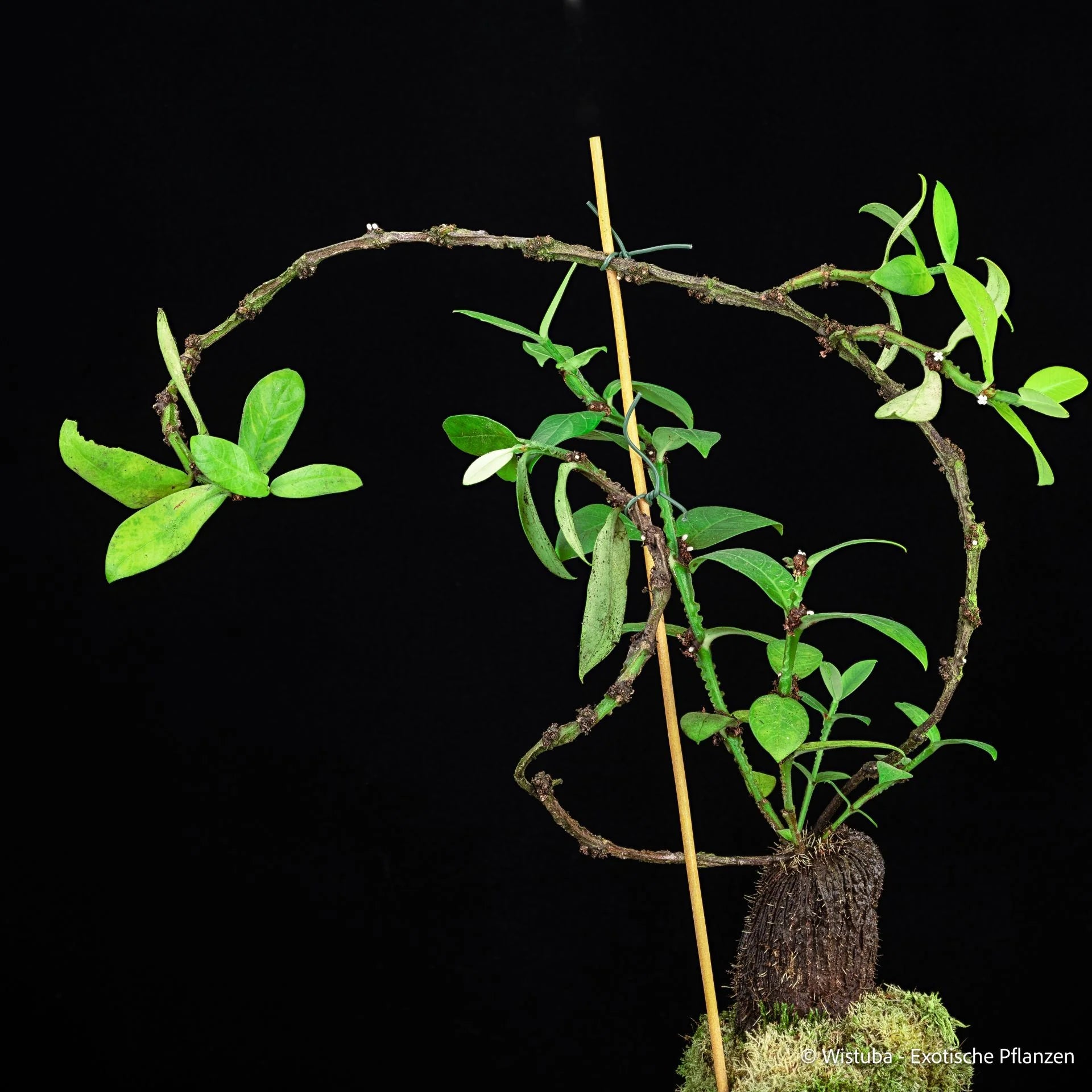 Hydnophytum spec. D (spathulatum group, Moluccas) 大森食虫植物農園