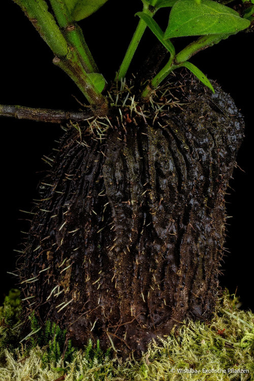 Hydnophytum spec. D (spathulatum group, Moluccas) 大森食虫植物農園
