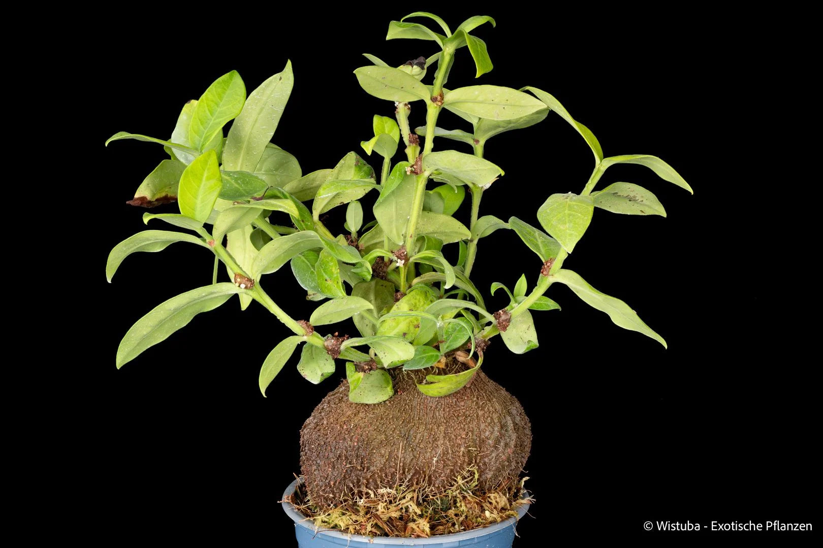 Hydnophytum spec. D (spathulatum group, Moluccas) 大森食虫植物農園