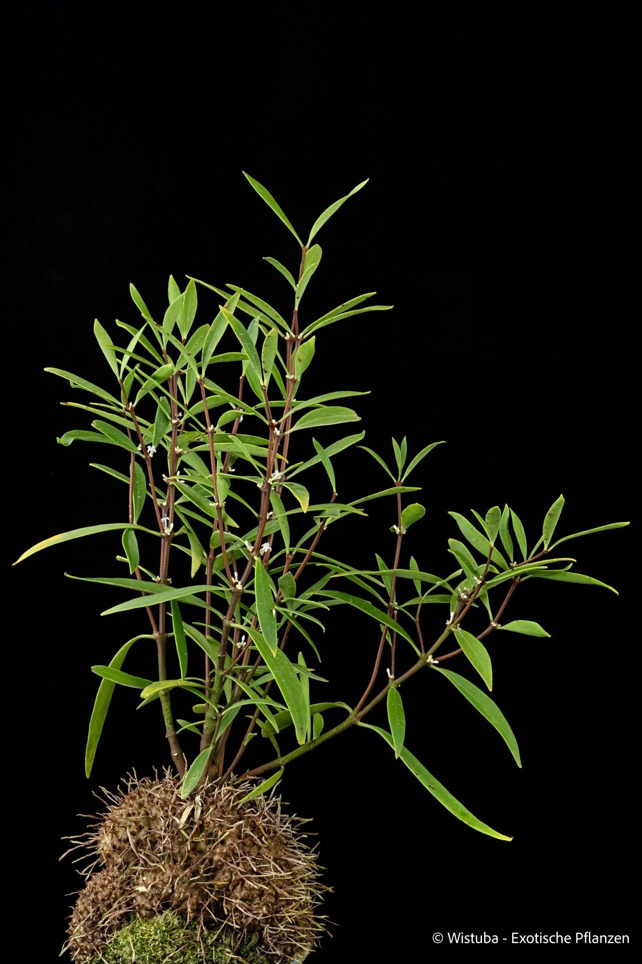 Hydnophytum spec. Jayapura (spiny caudex, succulent leaves) 大森食虫植物農園