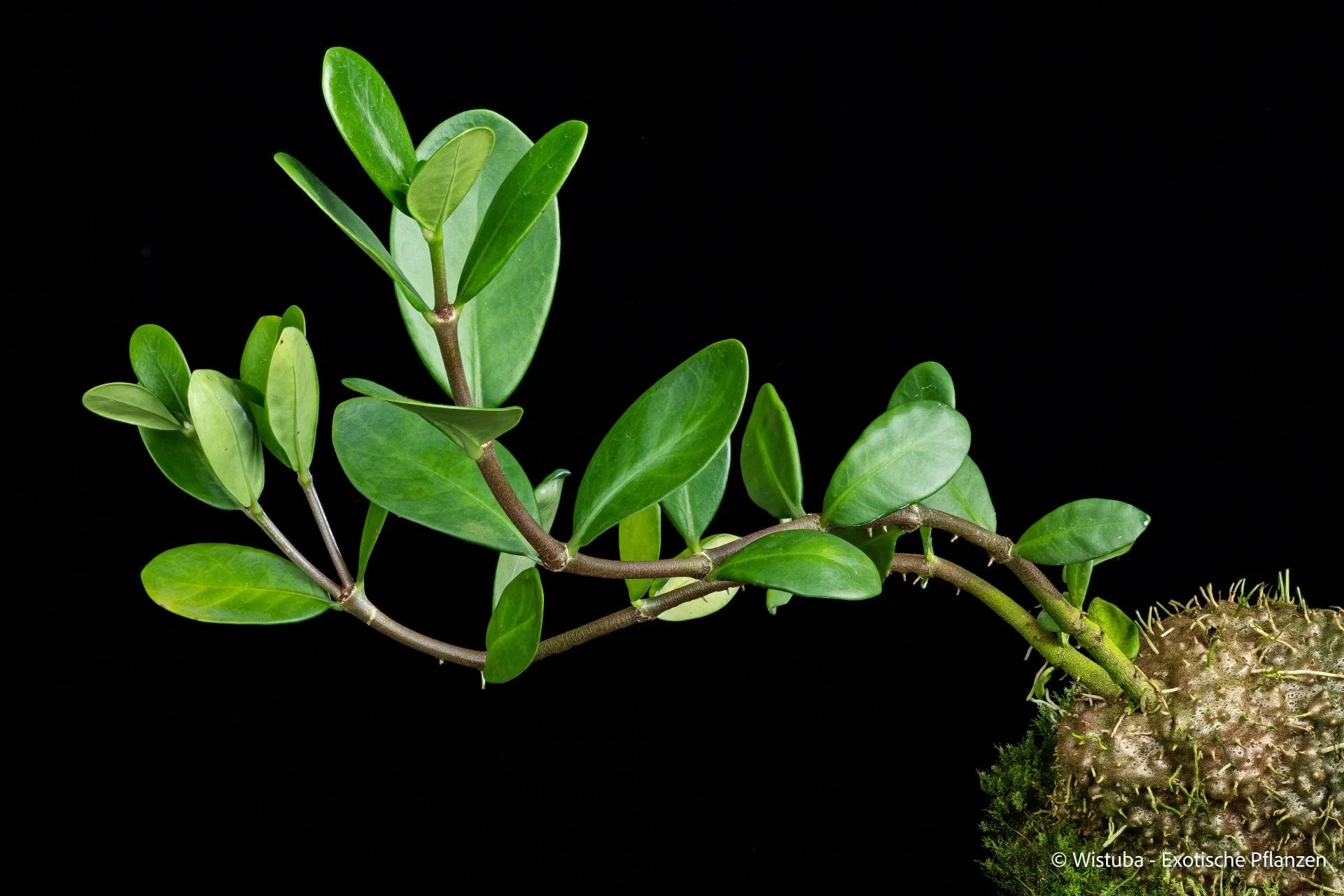 Hydnophytum spec. Malaybalay (Mindanao, Philippines) 大森食虫植物農園