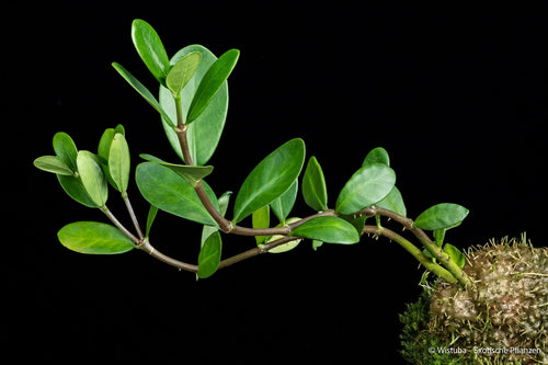 Hydnophytum spec. Malaybalay (Mindanao, Philippines) 大森食虫植物農園