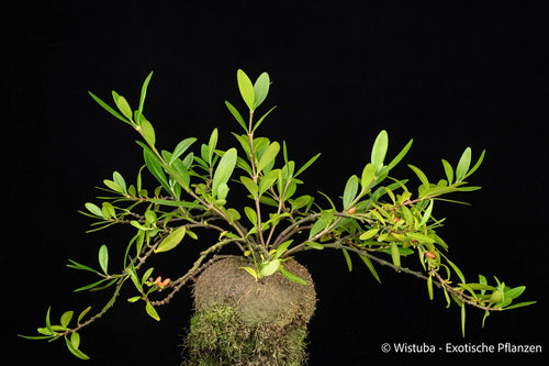 Hydnophytum spec. Malaysia, Peninsula 大森食虫植物農園