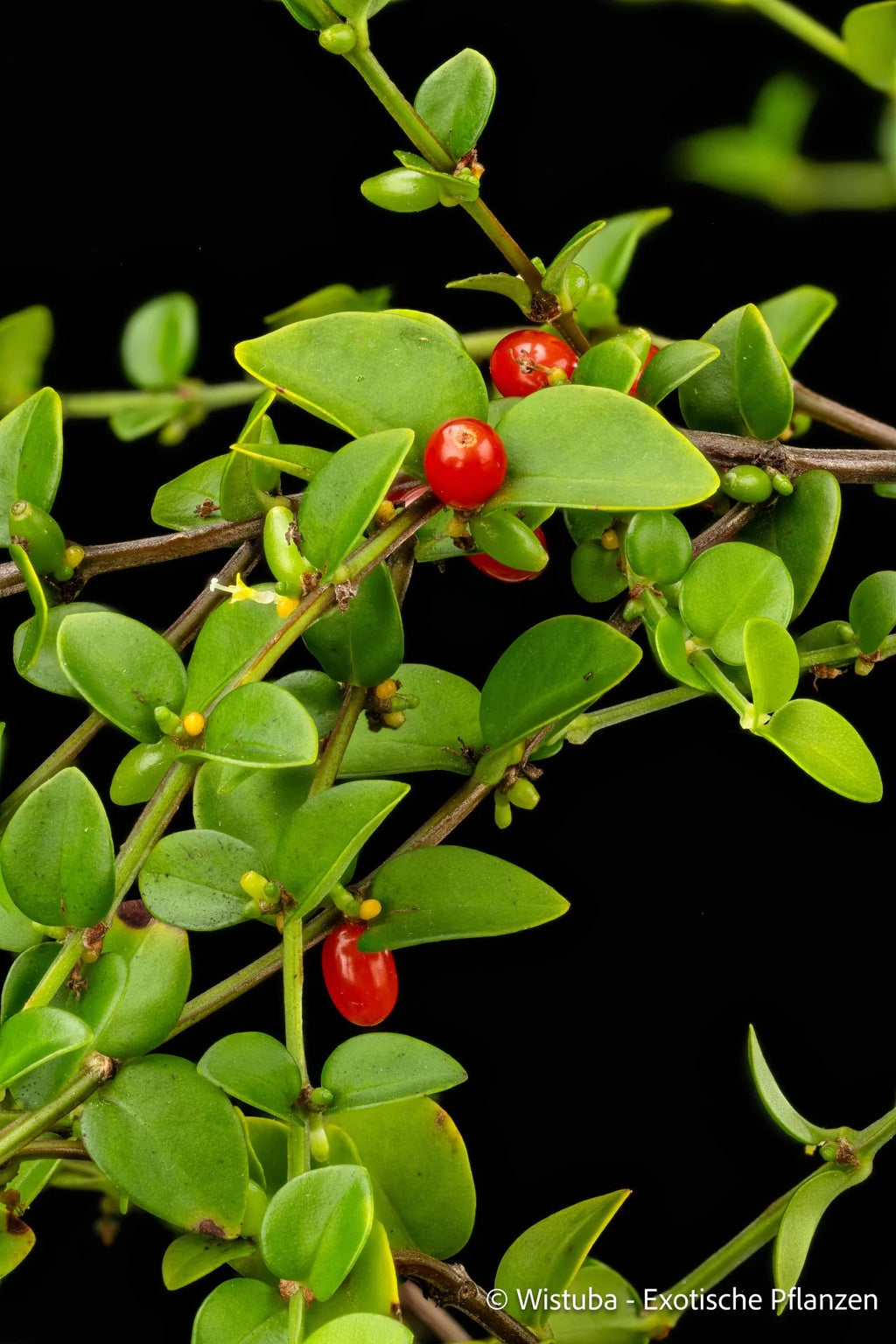 Hydnophytum spec. Small Leaves, Siasiada 大森食虫植物農園