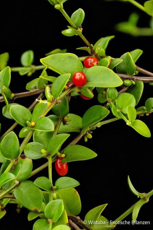 Hydnophytum spec. Small Leaves, Siasiada 大森食虫植物農園