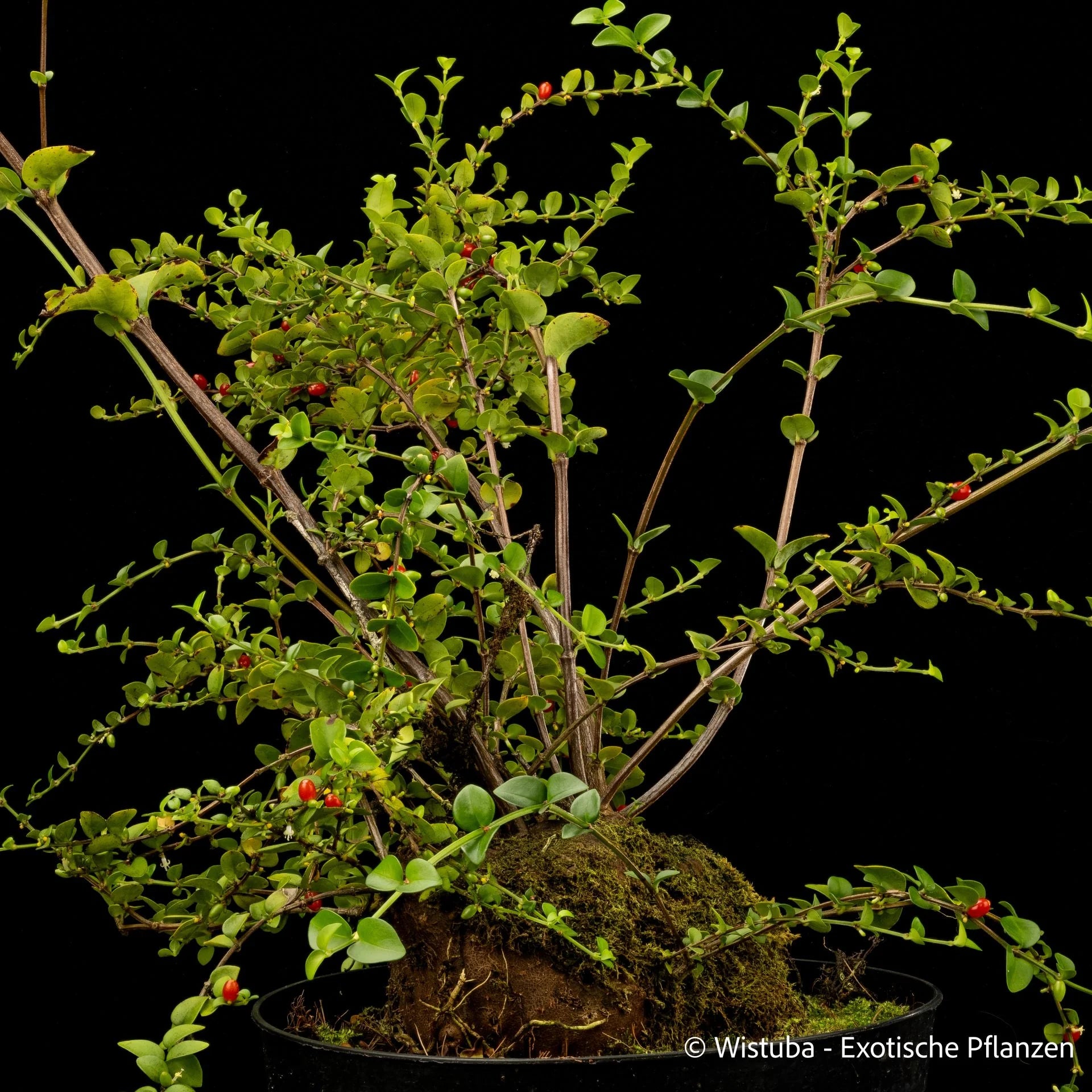 Hydnophytum spec. Small Leaves, Siasiada 大森食虫植物農園