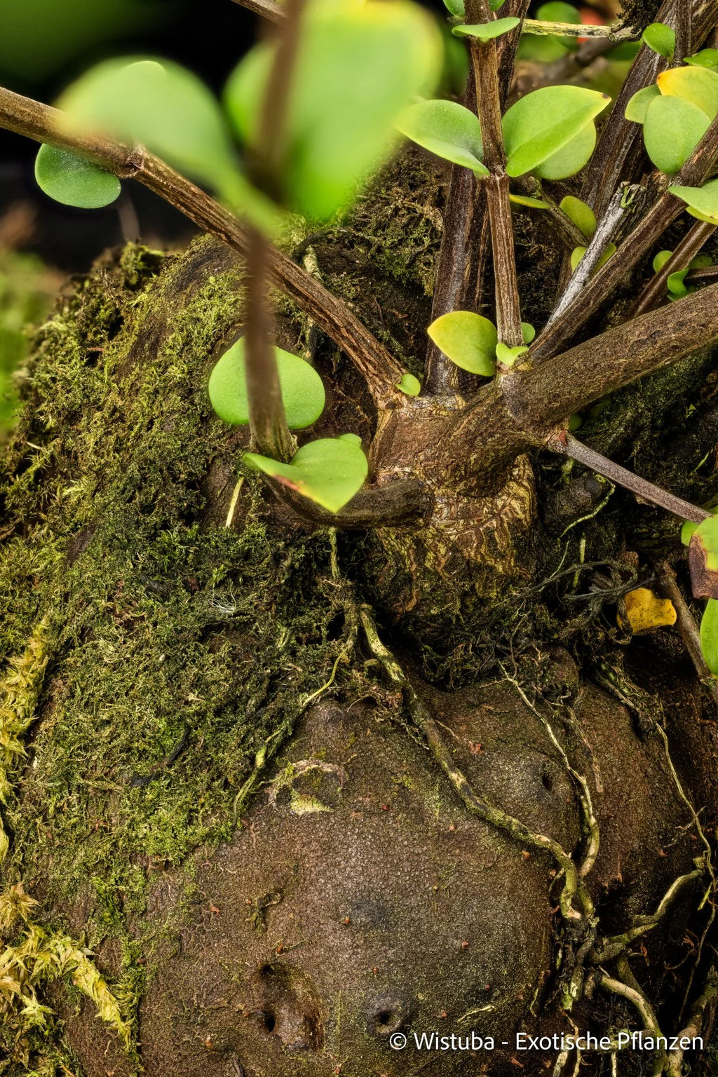 Hydnophytum spec. Small Leaves, Siasiada 大森食虫植物農園