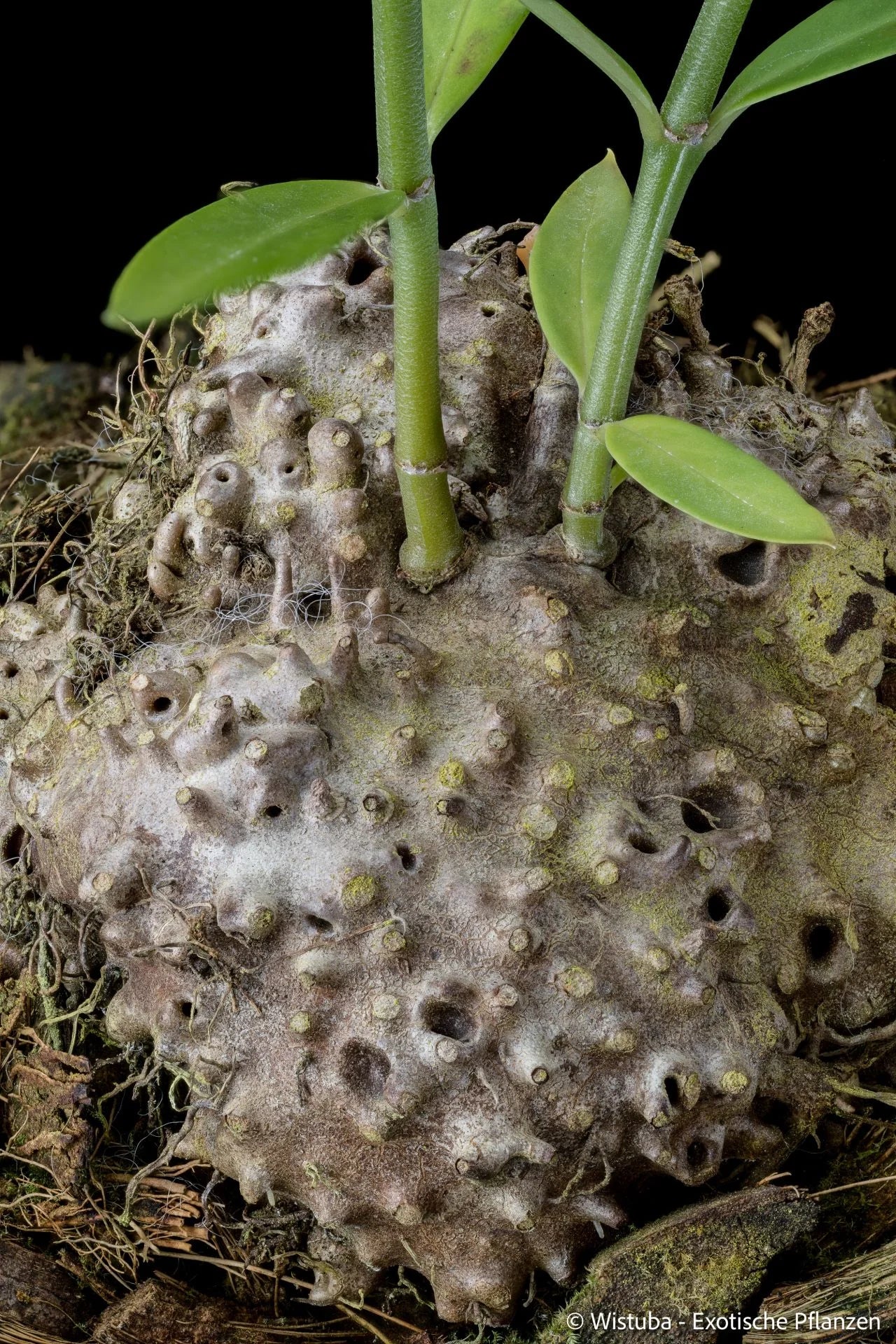 Hydnophytum spec. Timika (warty caudex, smooth leaves) 大森食虫植物農園
