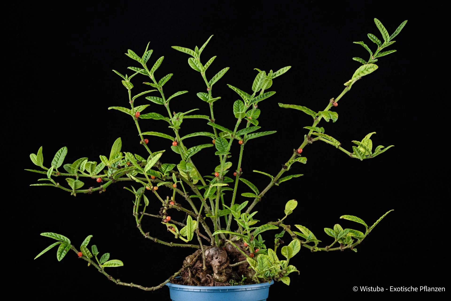 Hydnophytum spec. Timika (wavy embossed leaves) 大森食虫植物農園