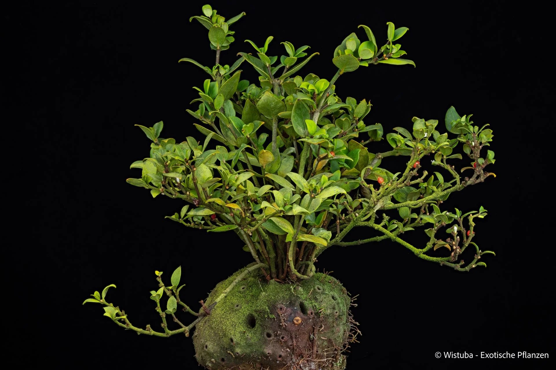 Hydnophytum spec. (Doorman's Top - small leaves) 大森食虫植物農園
