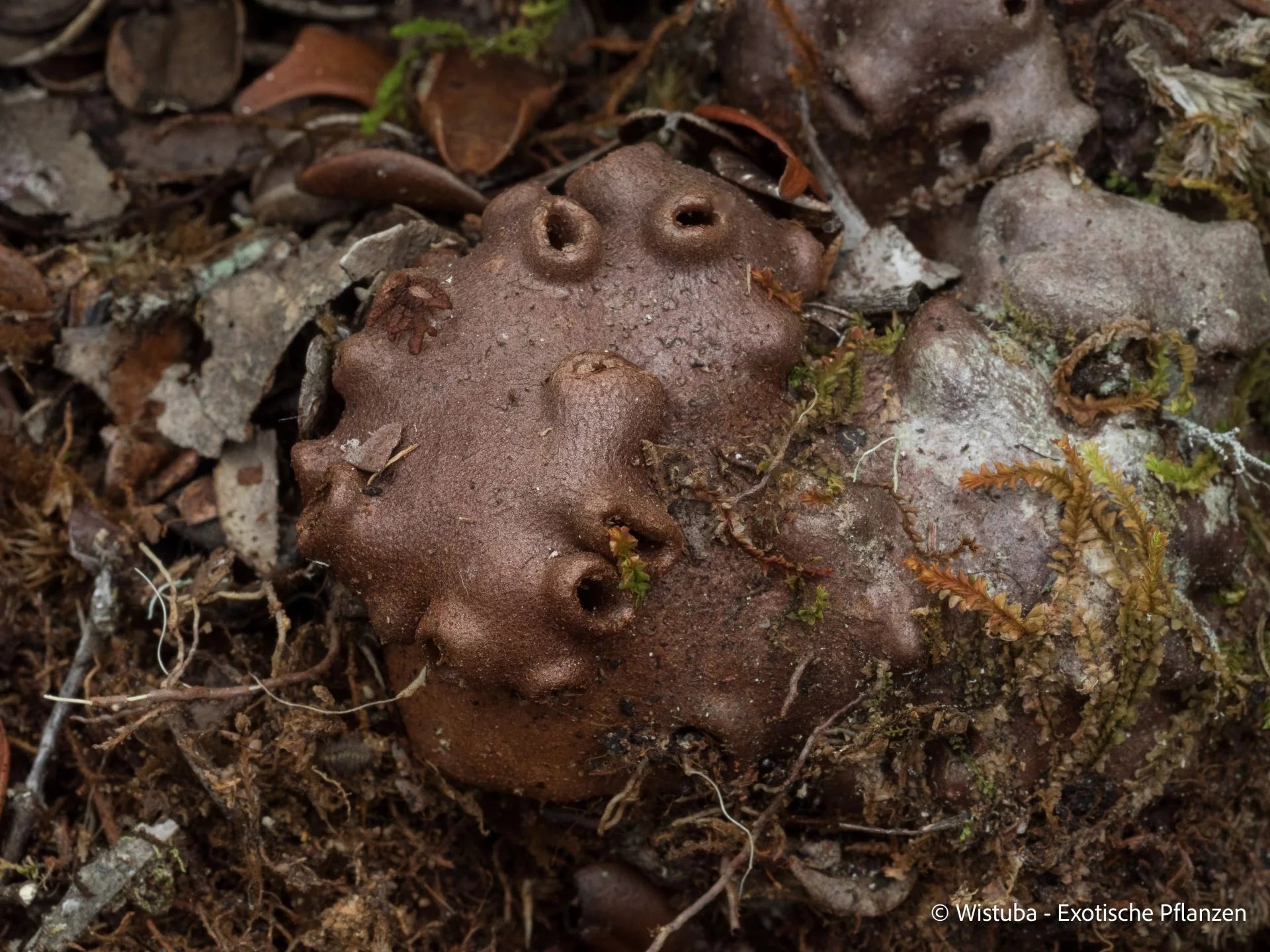 Hydnophytum spec. "Potatoes on a String 大森食虫植物農園