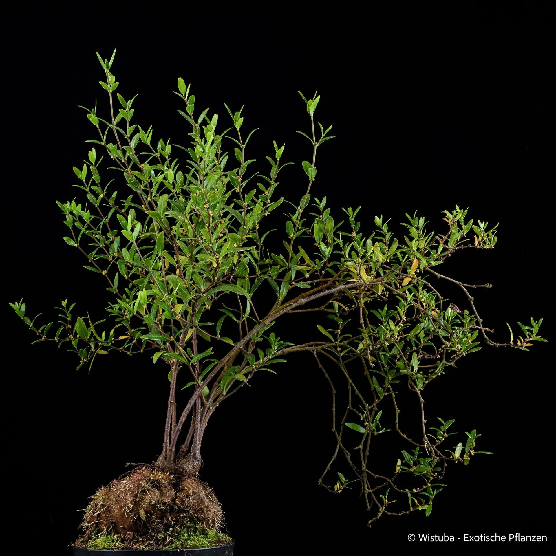 Hydnophytum spec. (thorny caudex, narrow leaves, doorman's top) 大森食虫植物農園