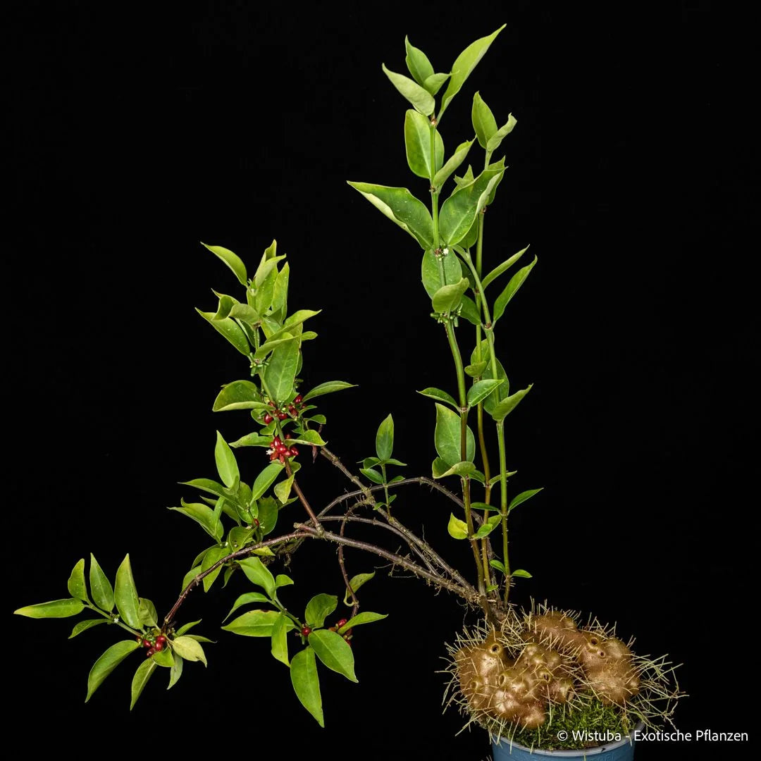 Hydnophytum spec. roundish caudex (Wondiwoi, Irian Jaya) 大森食虫植物農園