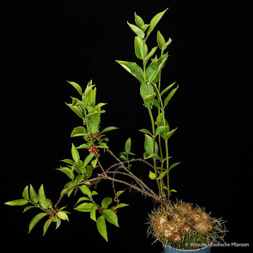 Hydnophytum spec. roundish caudex (Wondiwoi, Irian Jaya) 大森食虫植物農園