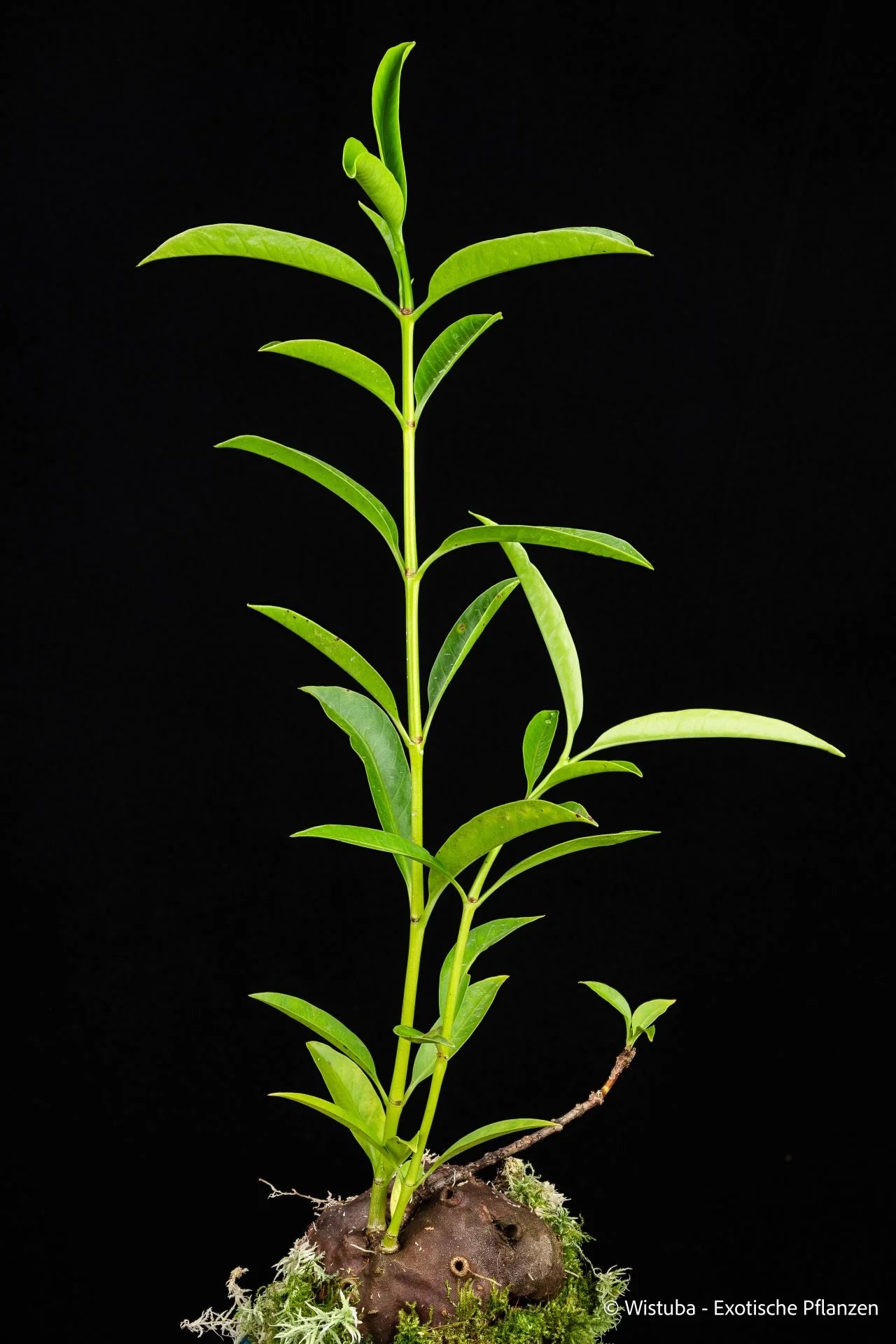 Hydnophytum spec. shiny lanceolate leaves "M" (Nabire, Irian Jaya) 大森食虫植物農園