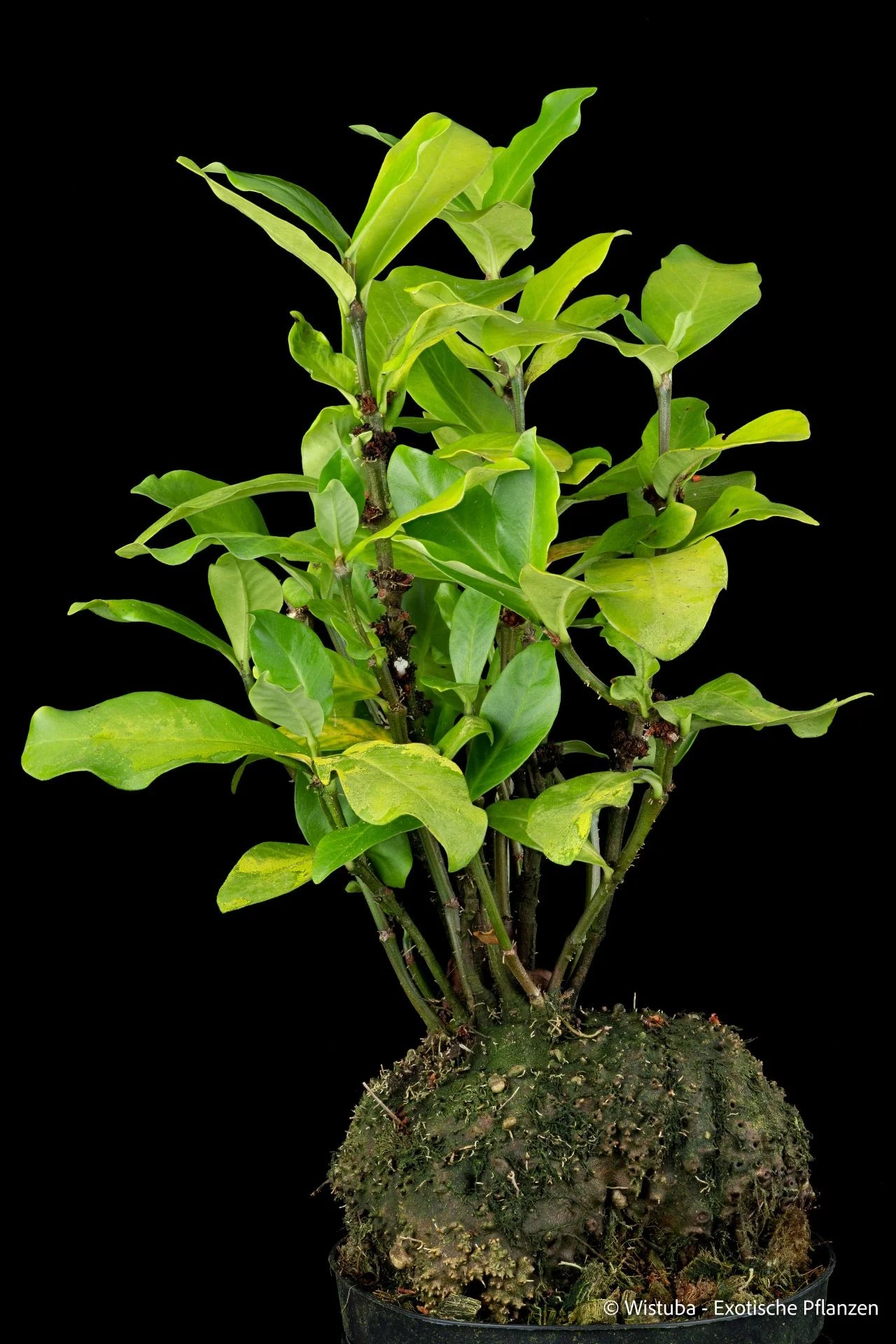Hydnophytum tetrapterum (Waigeo, Irian Jaya) 大森食虫植物農園