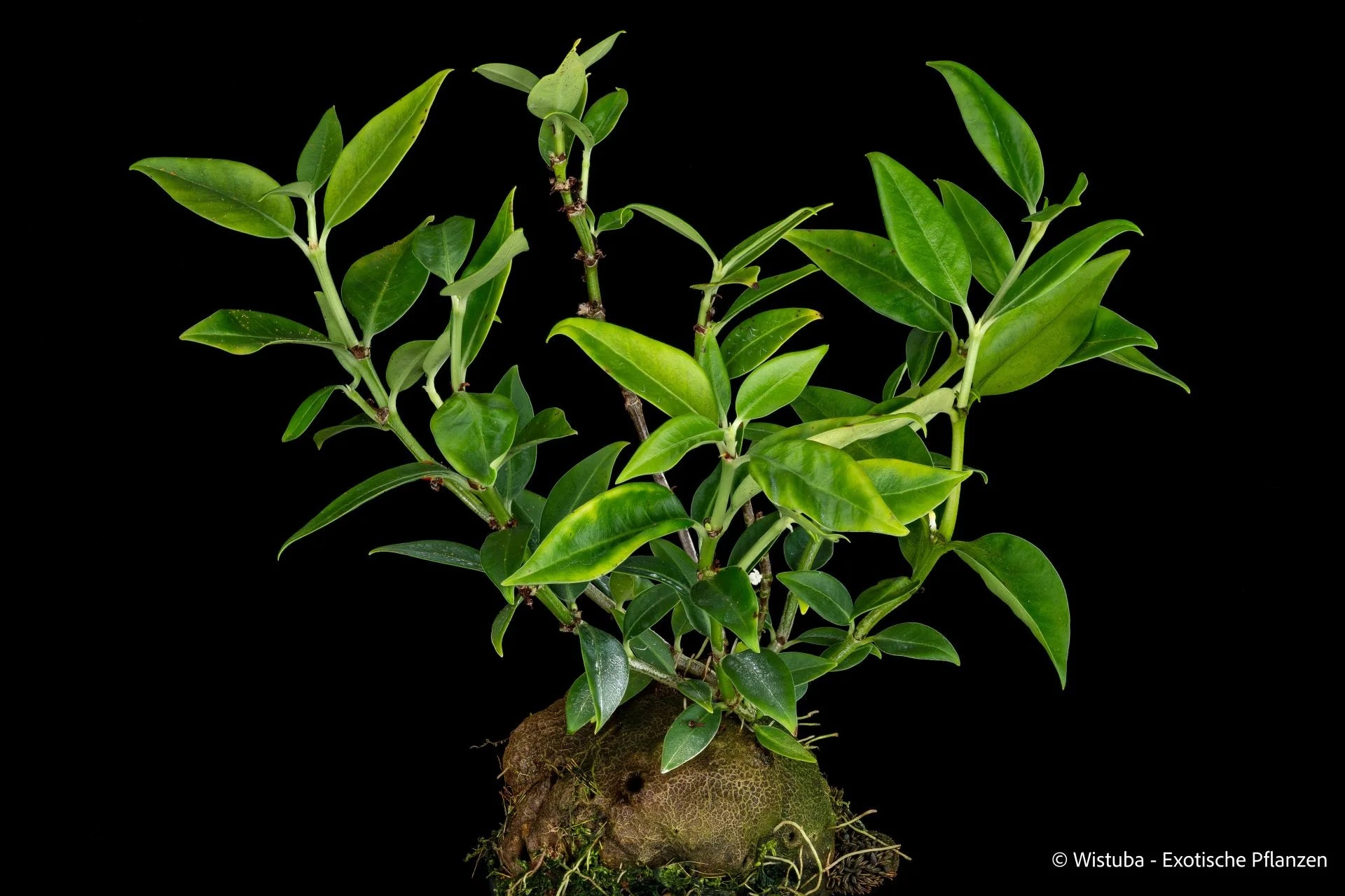 Hynophytum spec. Doormans Top 1200m (narrow, tapering leaves) 大森食虫植物農園