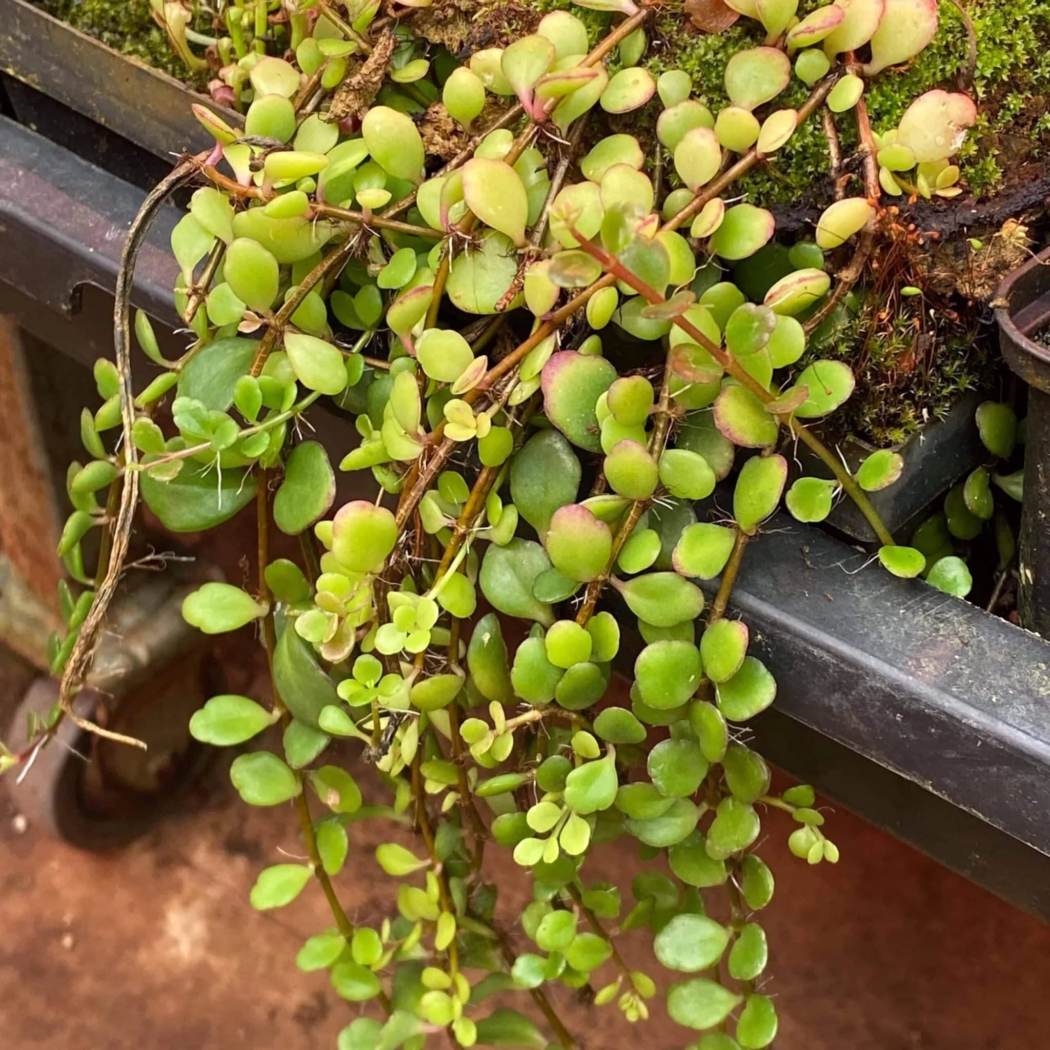 Kalanchoe uniflora 大森食虫植物農園