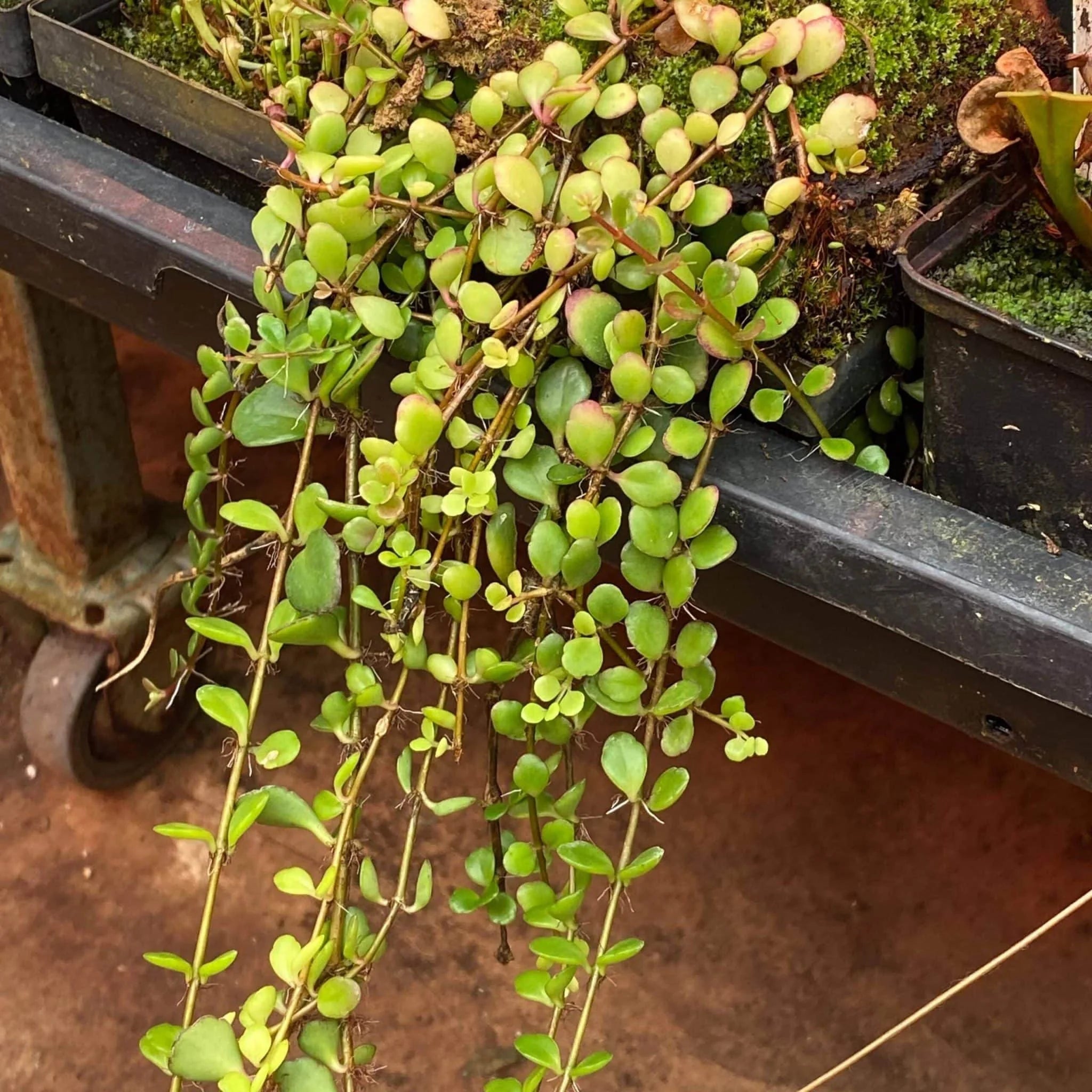 Kalanchoe uniflora 大森食虫植物農園