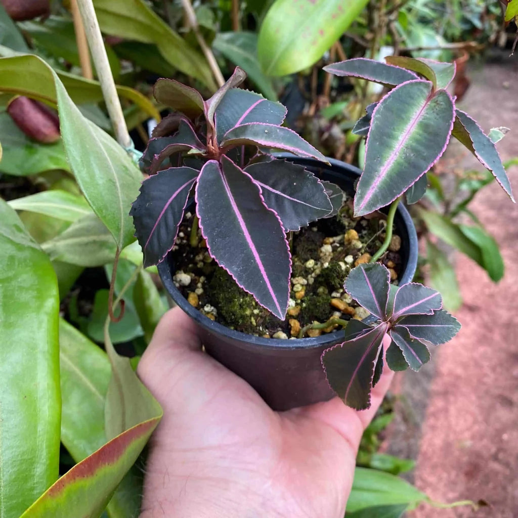 Labisia tricolor 大森食虫植物農園