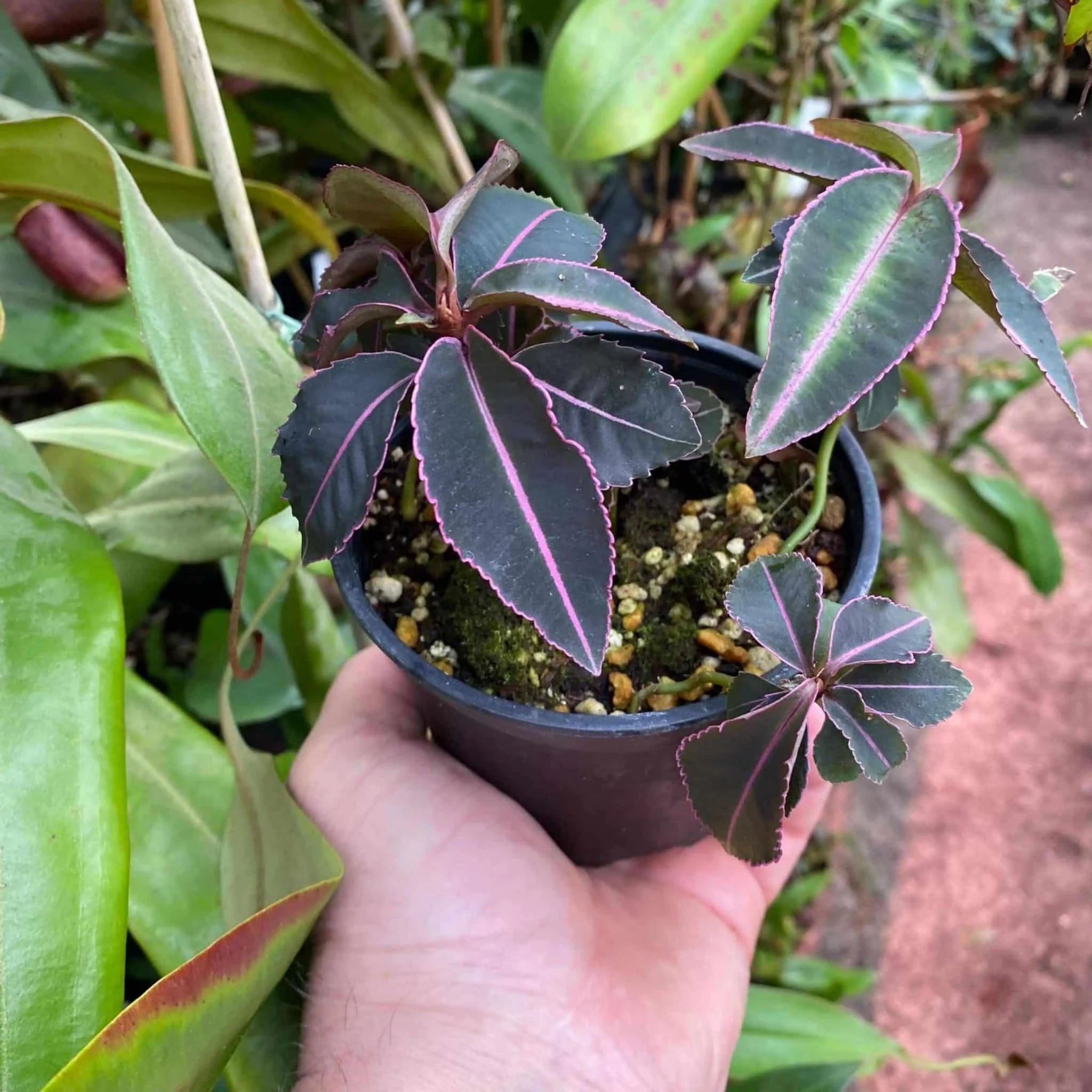 Labisia tricolor 大森食虫植物農園