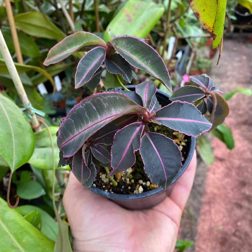 Labisia tricolor 大森食虫植物農園