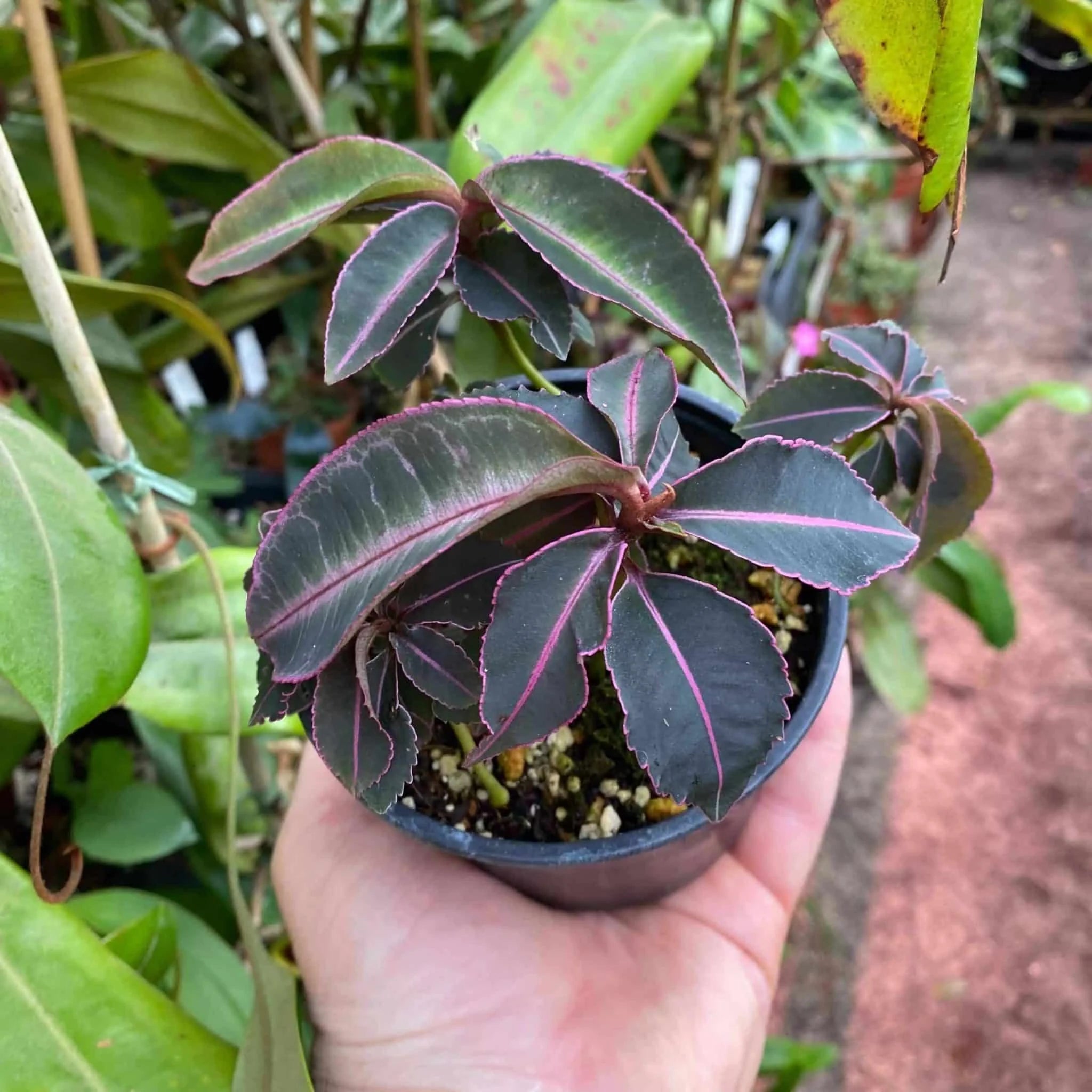 Labisia tricolor 大森食虫植物農園
