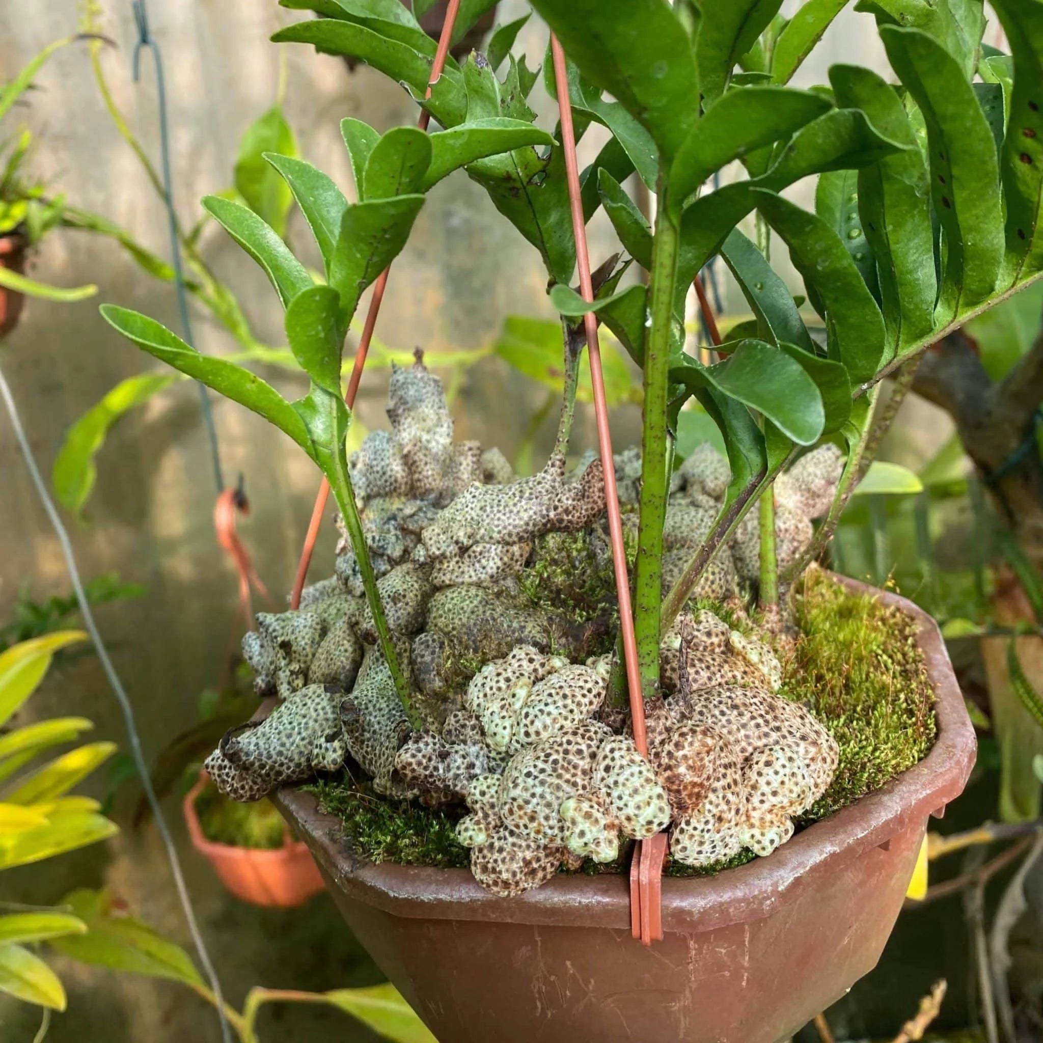 Lecanopteris aff. lomarioides 大森食虫植物農園