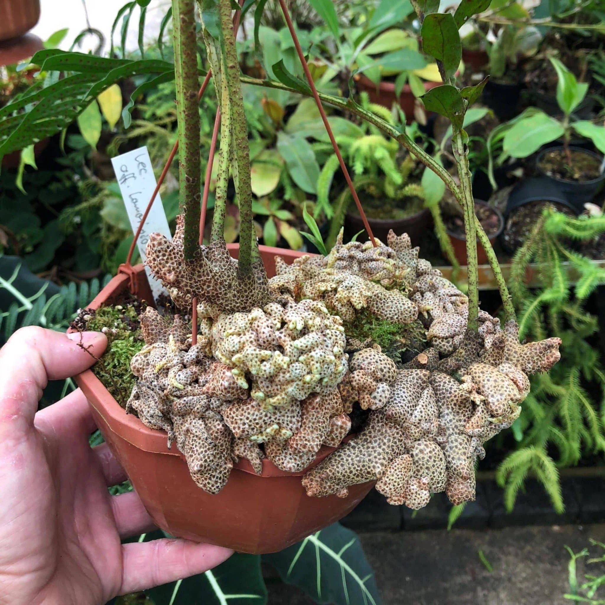 Lecanopteris aff. lomarioides 大森食虫植物農園