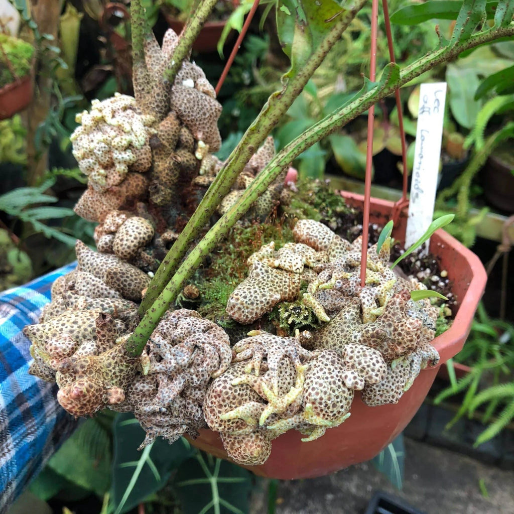 Lecanopteris aff. lomarioides 大森食虫植物農園