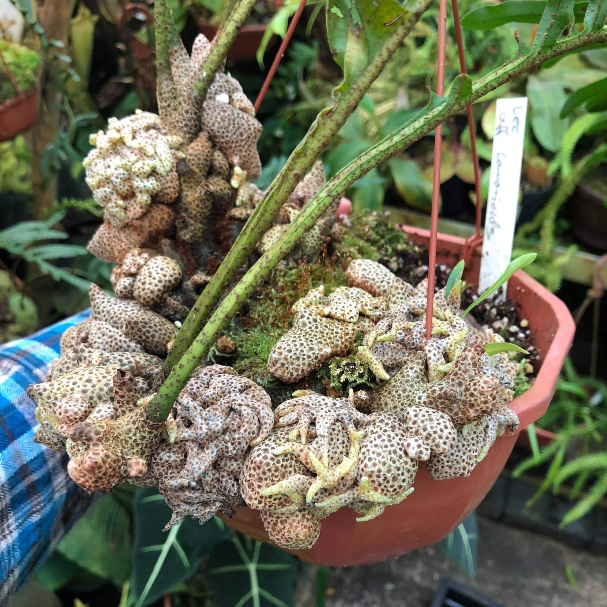 Lecanopteris aff. lomarioides 大森食虫植物農園