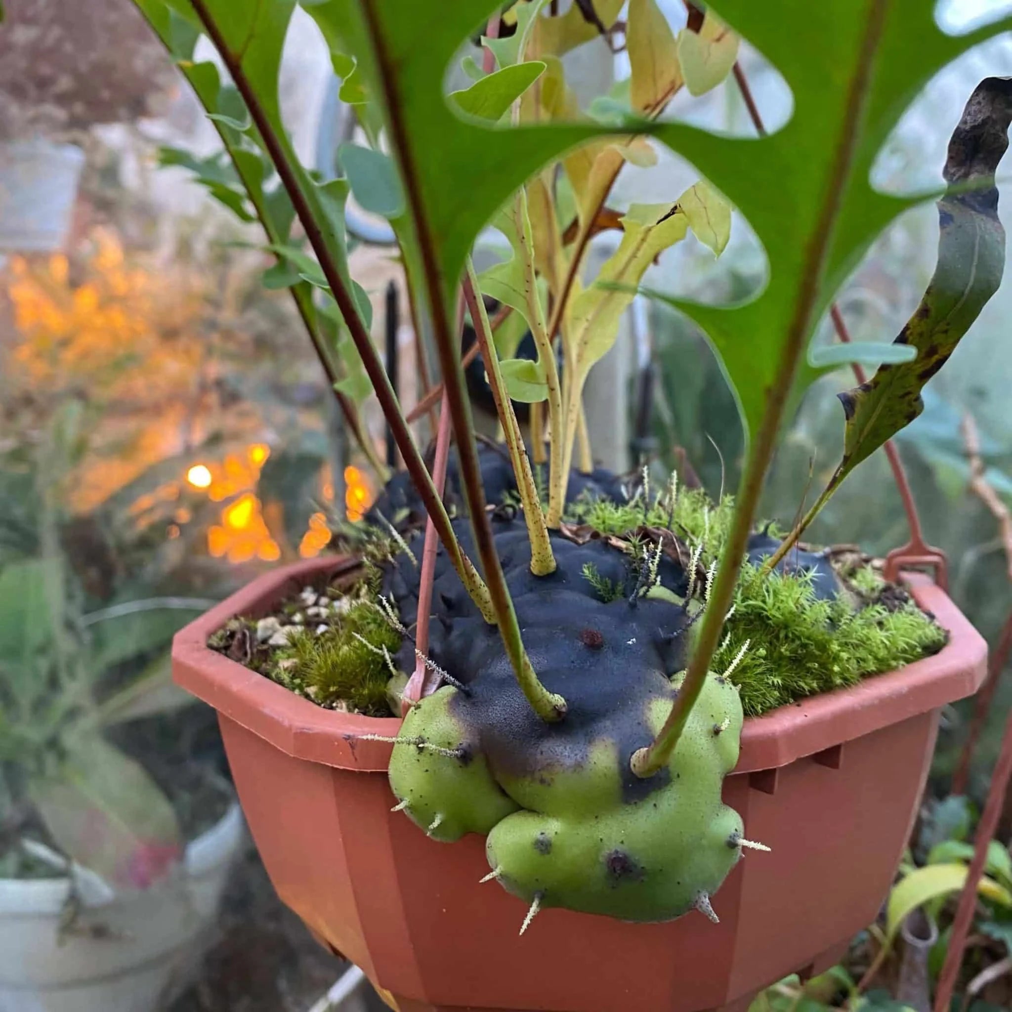 Lecanopteris carnosa 大森食虫植物農園